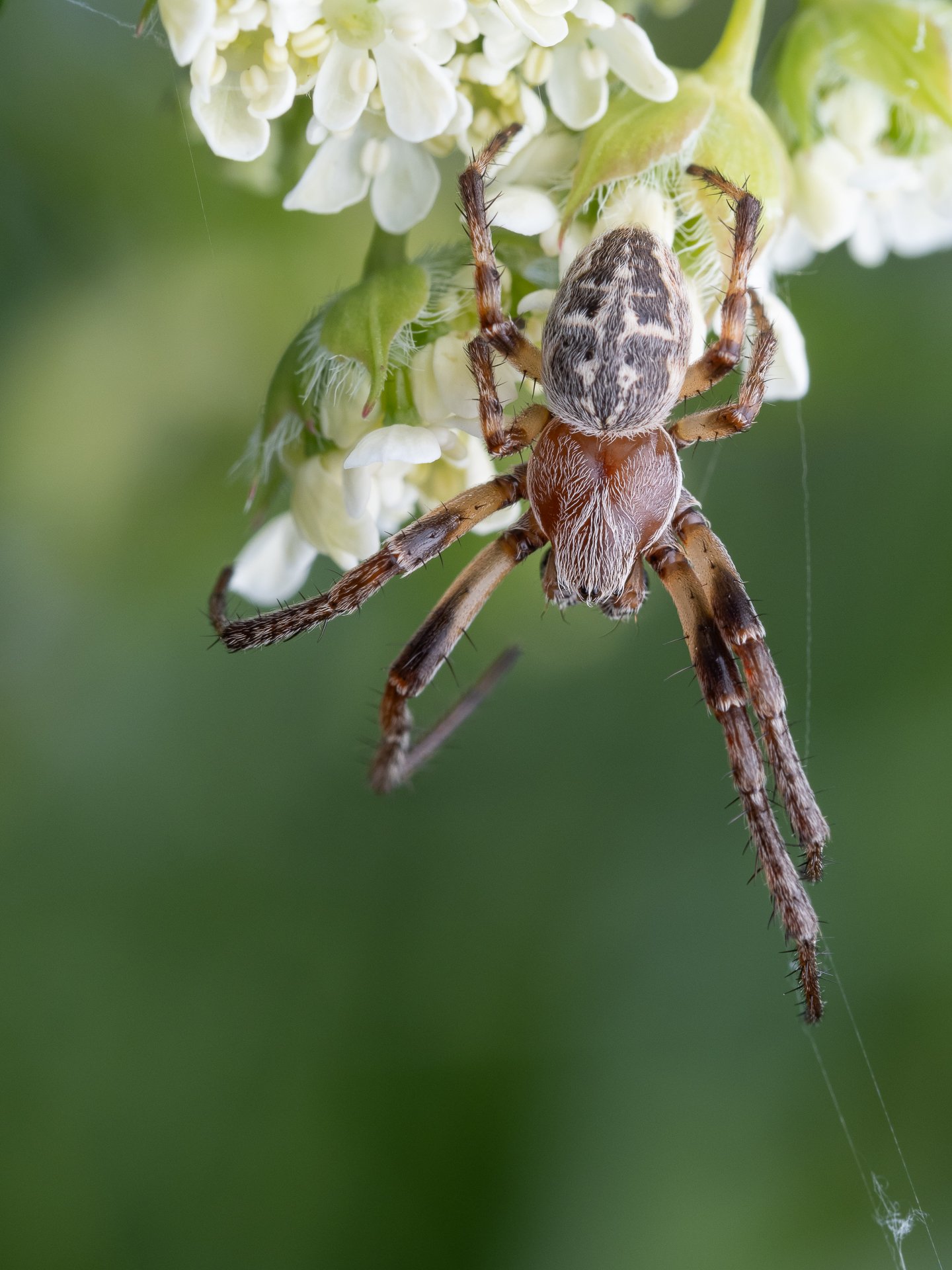 Rietkruisspin op witte bloemen met een groene achtergrond