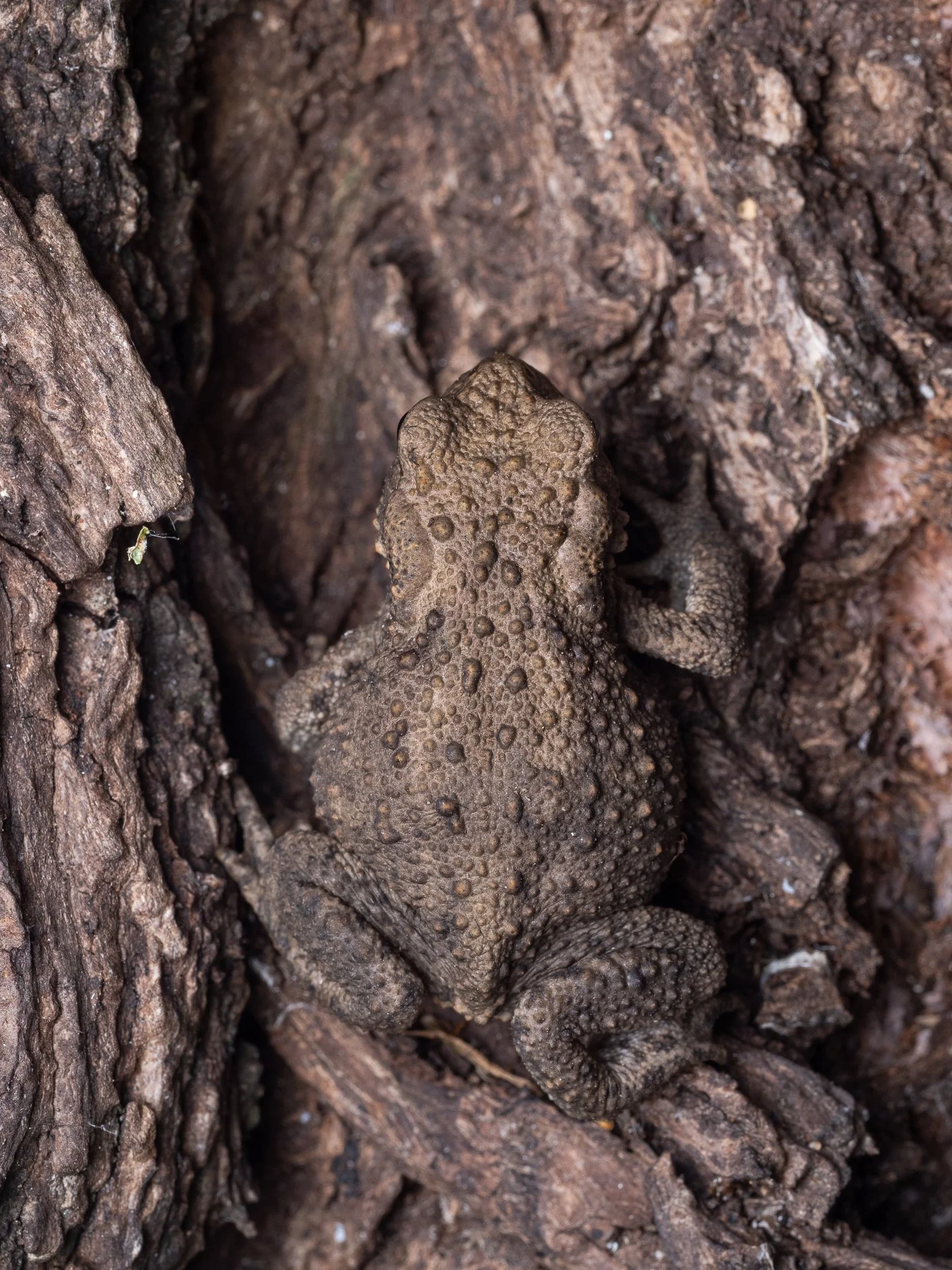 Een pad (Bufo bufo) op een boomstam