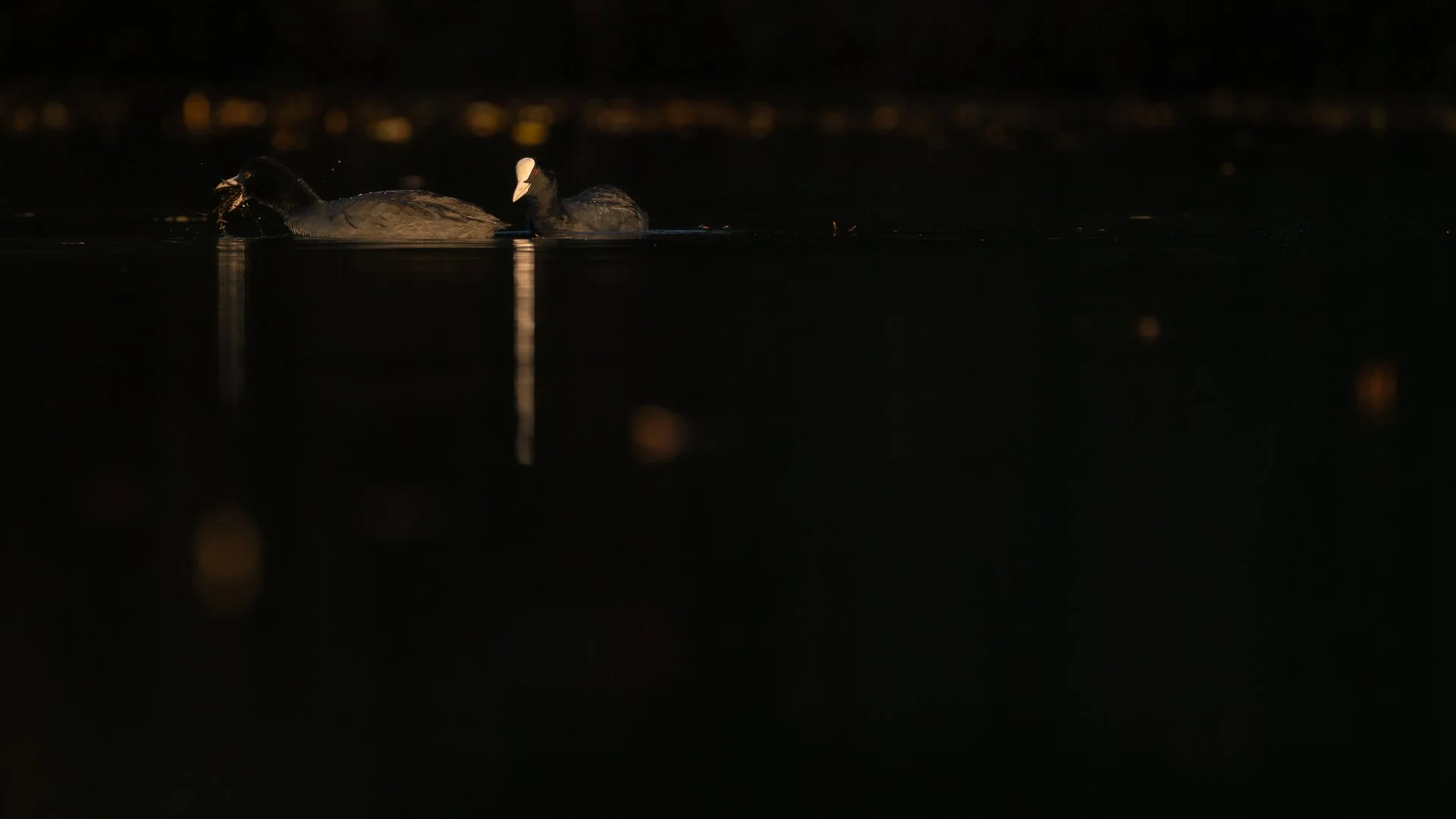 Lowkey foto van twee meerkoeten tijdens zonsondergang, de oranje vlekken zijn gevallen bladeren met herfstkleur