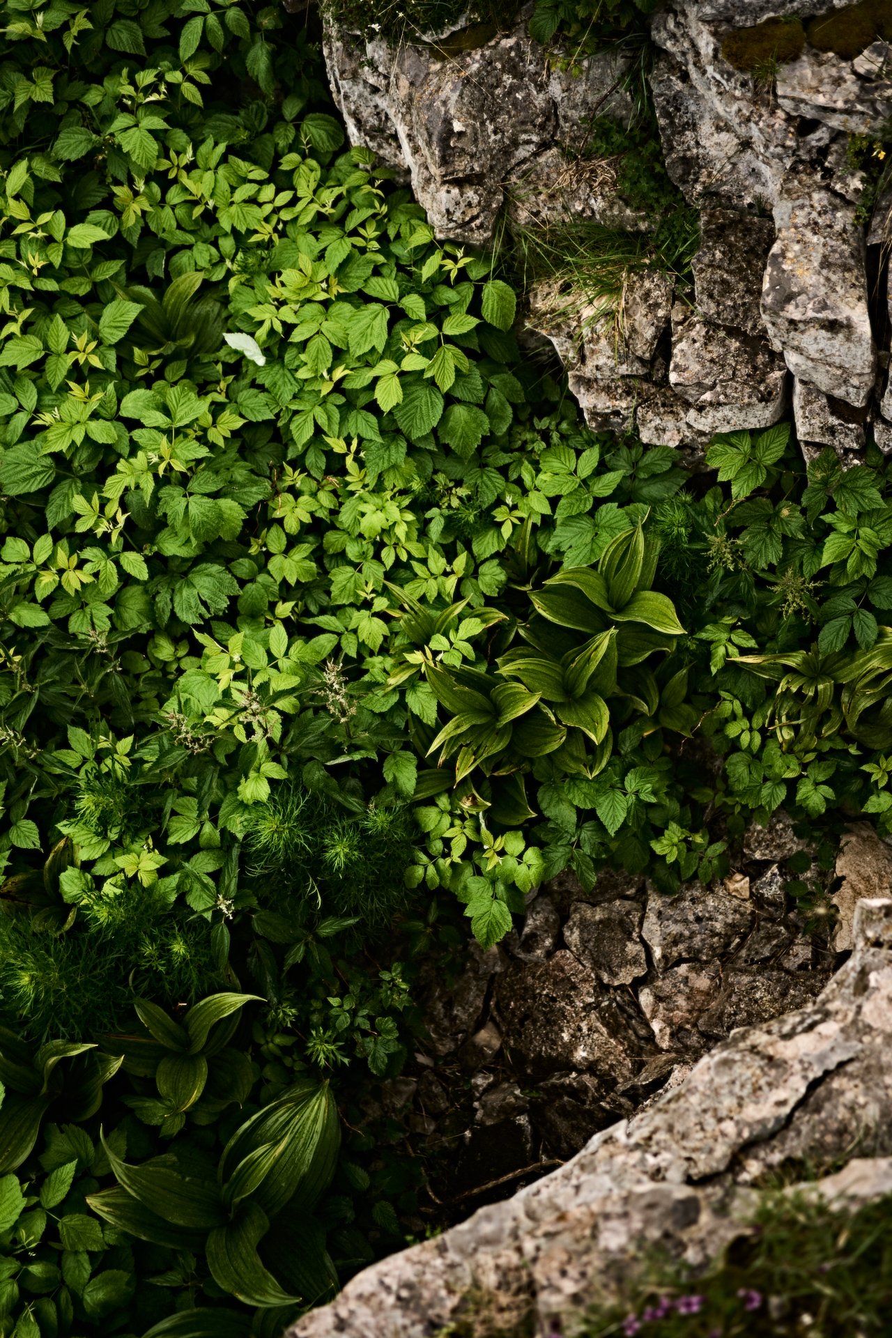 Green #2