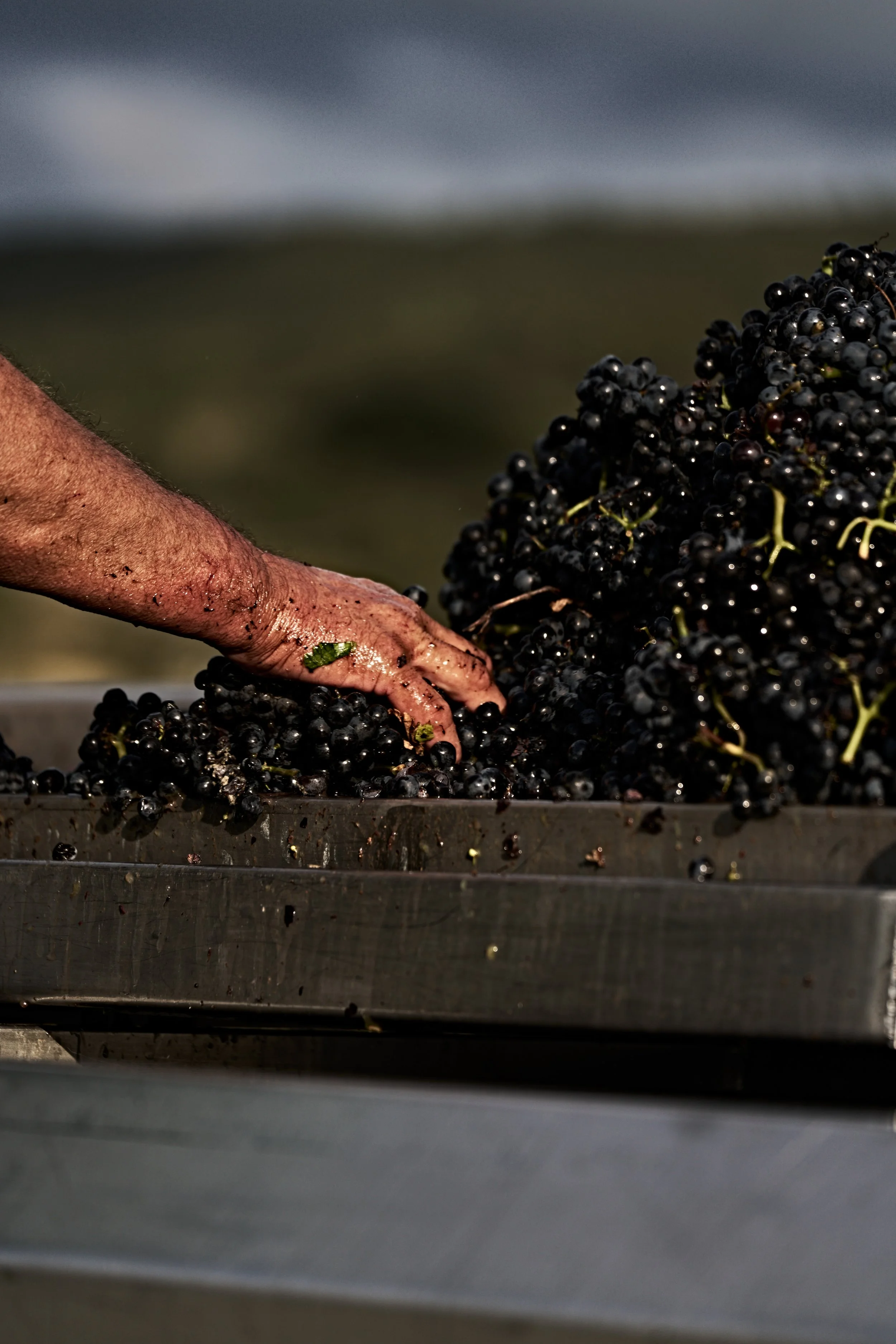 vendanges_borgeot_2024-antoine_pesch-0593.jpg