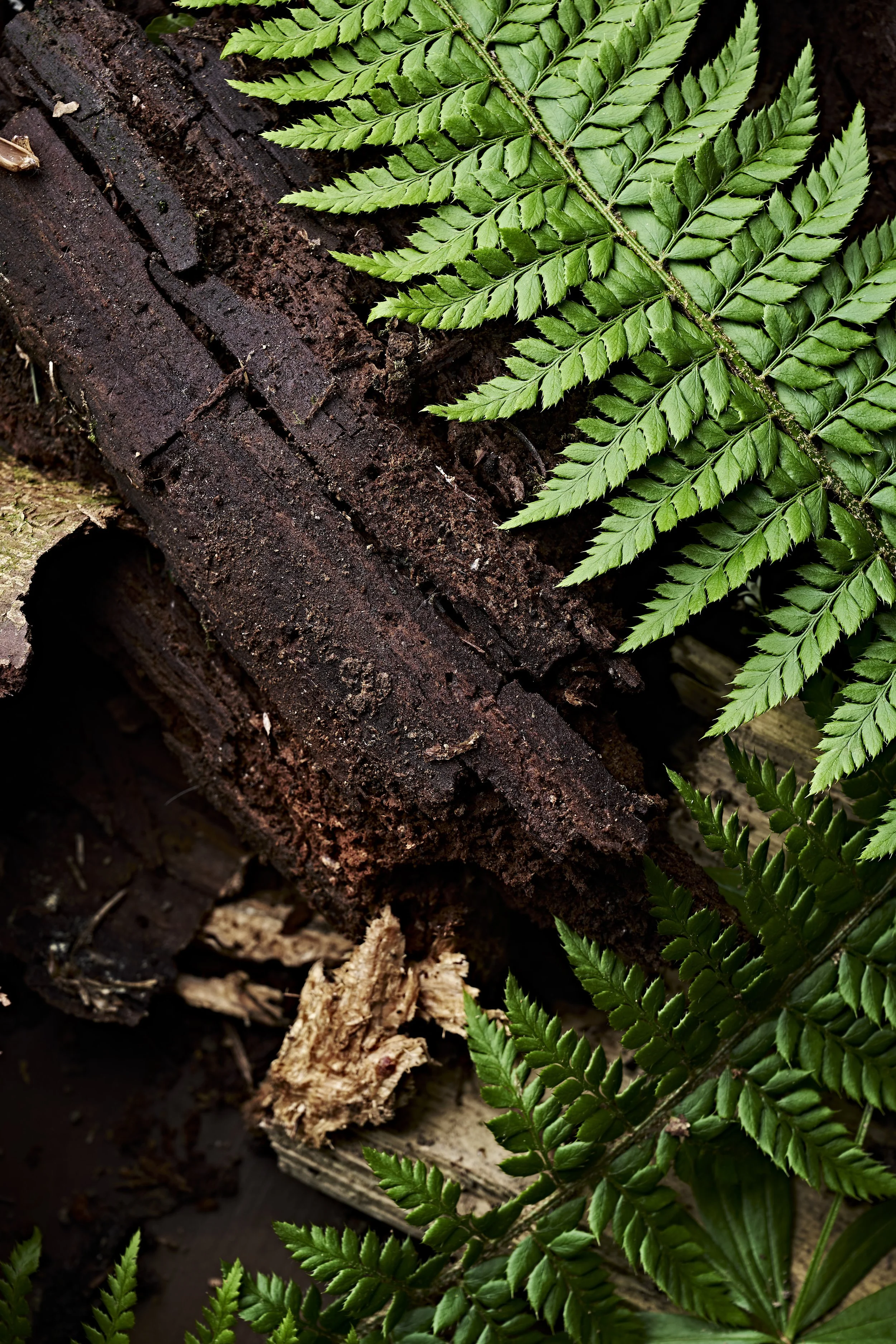 antoine_pesch-opinel_8.jpg