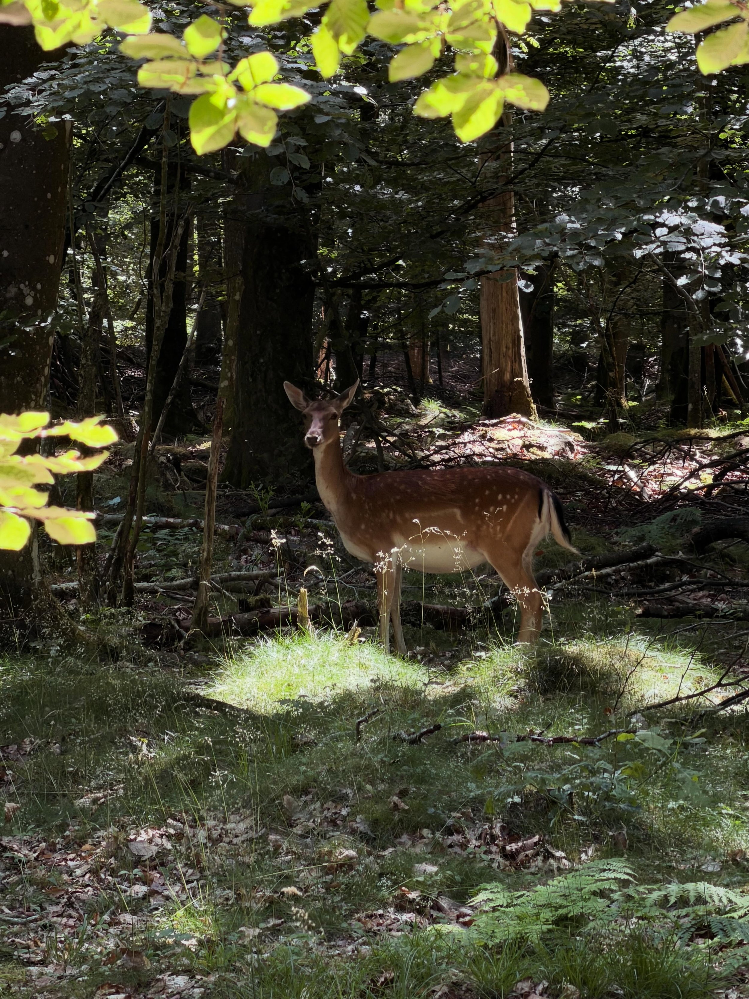 Writing a scene taking place in the deep and mythical Swedish forests. Went out to today&rsquo;s impromptu writing cabin. Met one of the characters. 🎬✍️📖🌲