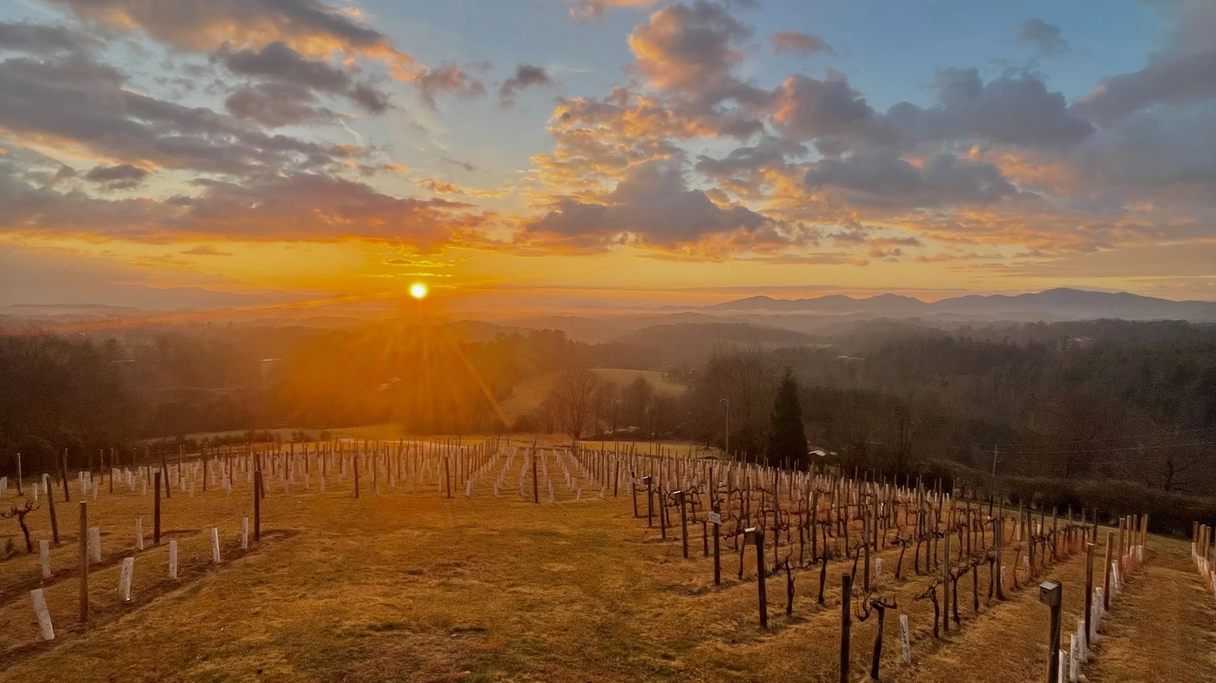 Golden sunset over vineyard rows with long-range Blue Ridge Mountain views near Asheville, North Carolina wedding venue
