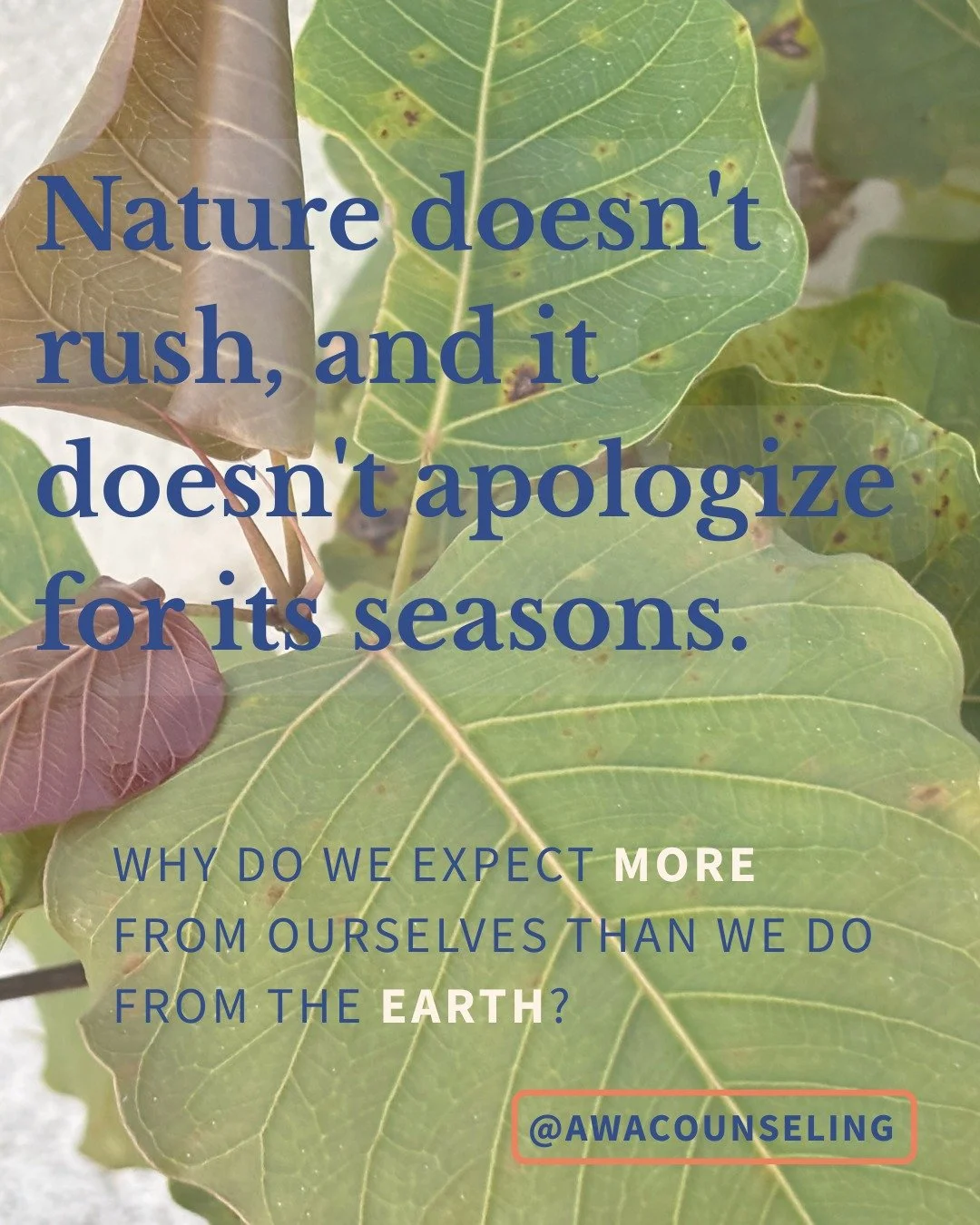 The Hook: Why do we expect more from ourselves than we do from the earth?

Perfectionism tells you that if you aren't blooming 365 days a year, you&rsquo;re failing. But even the soil needs a dormant season. If you&rsquo;re in a "rest" seas