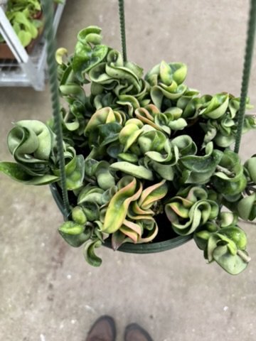 8" Hoya Rope