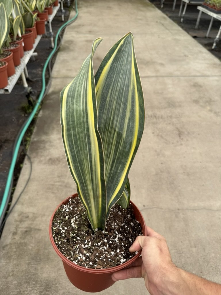 8” Variegated Whales Fin Sansevieria
