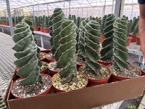 6" Spiral Cactus | Cereus forbesii