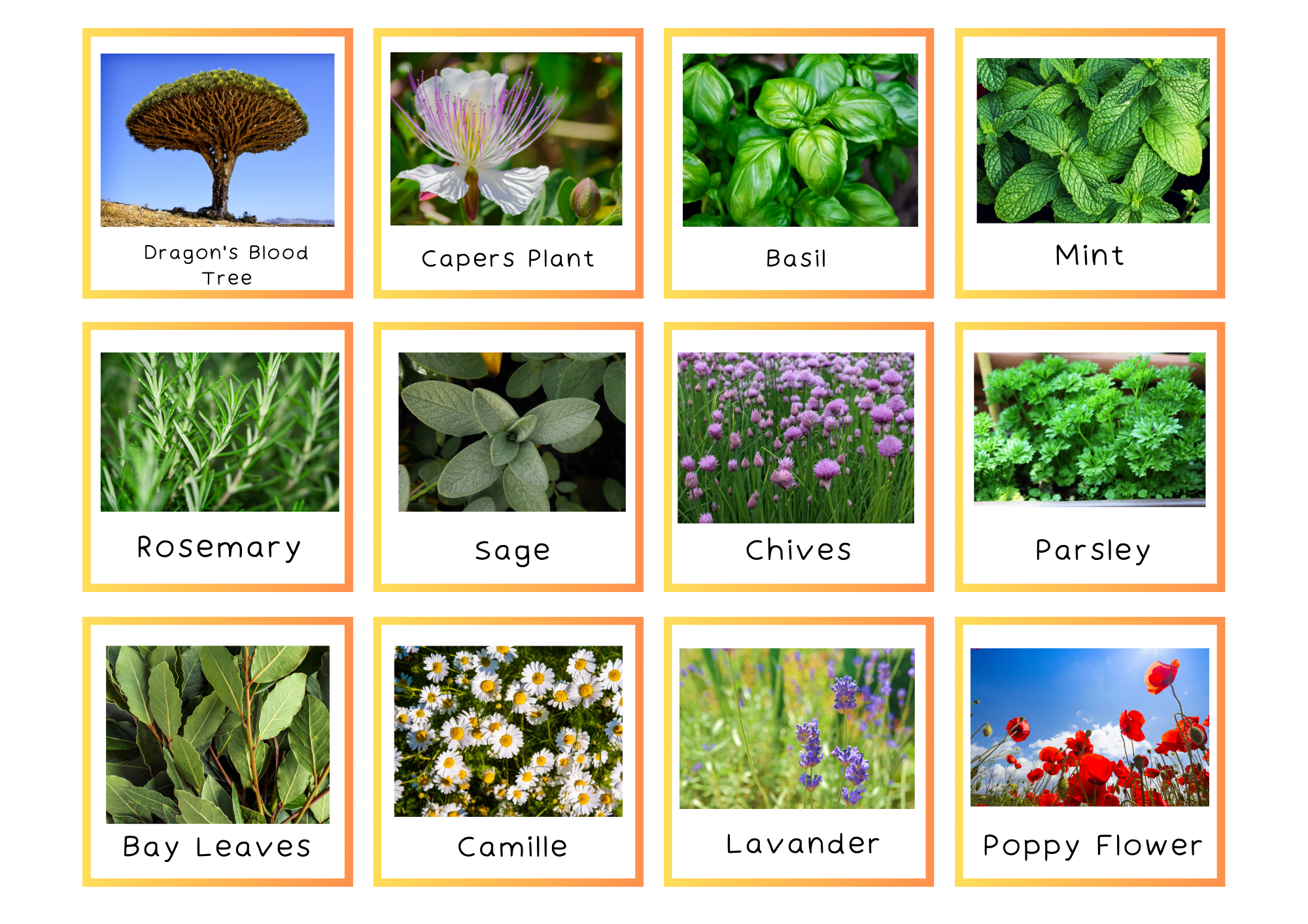 Herbs Memory Game ENG .png