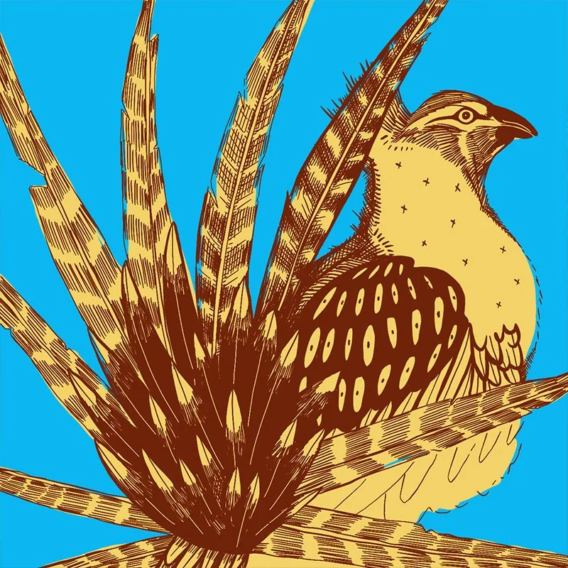 Sage Grouse