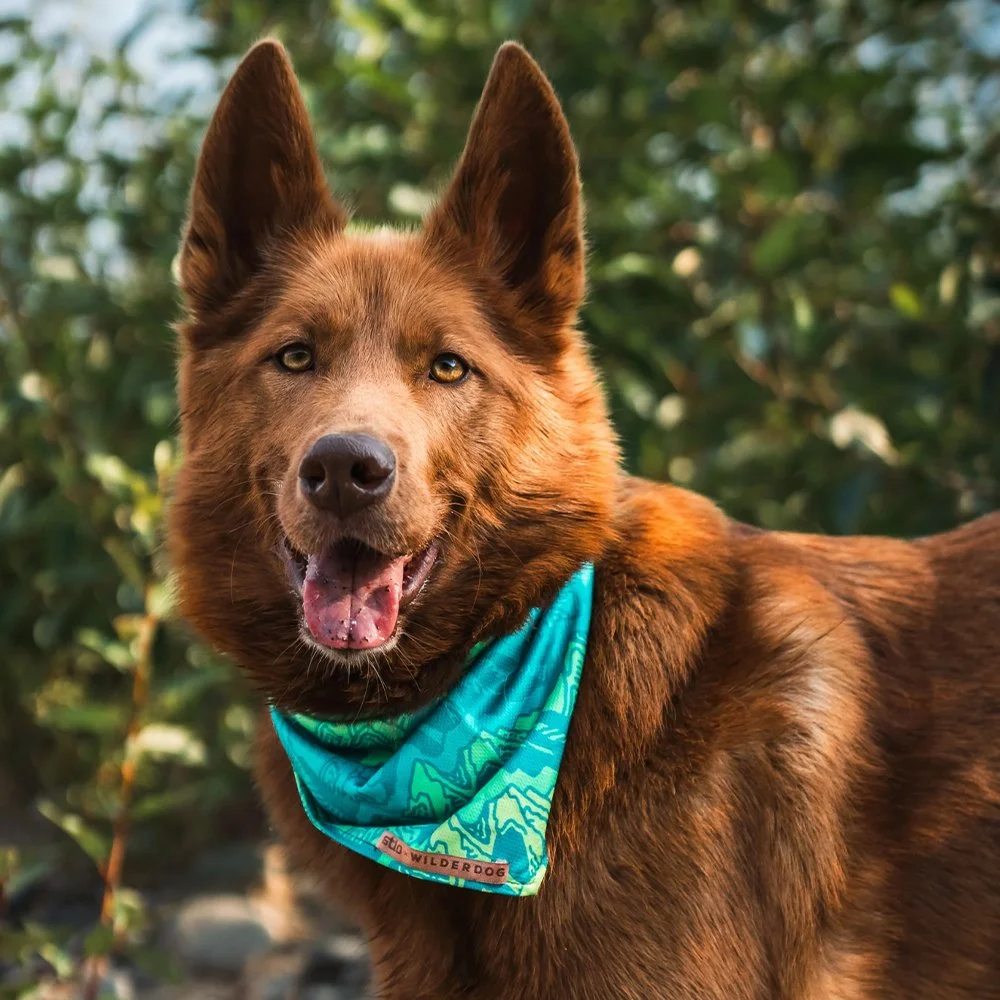 Wilderdog Collaboration