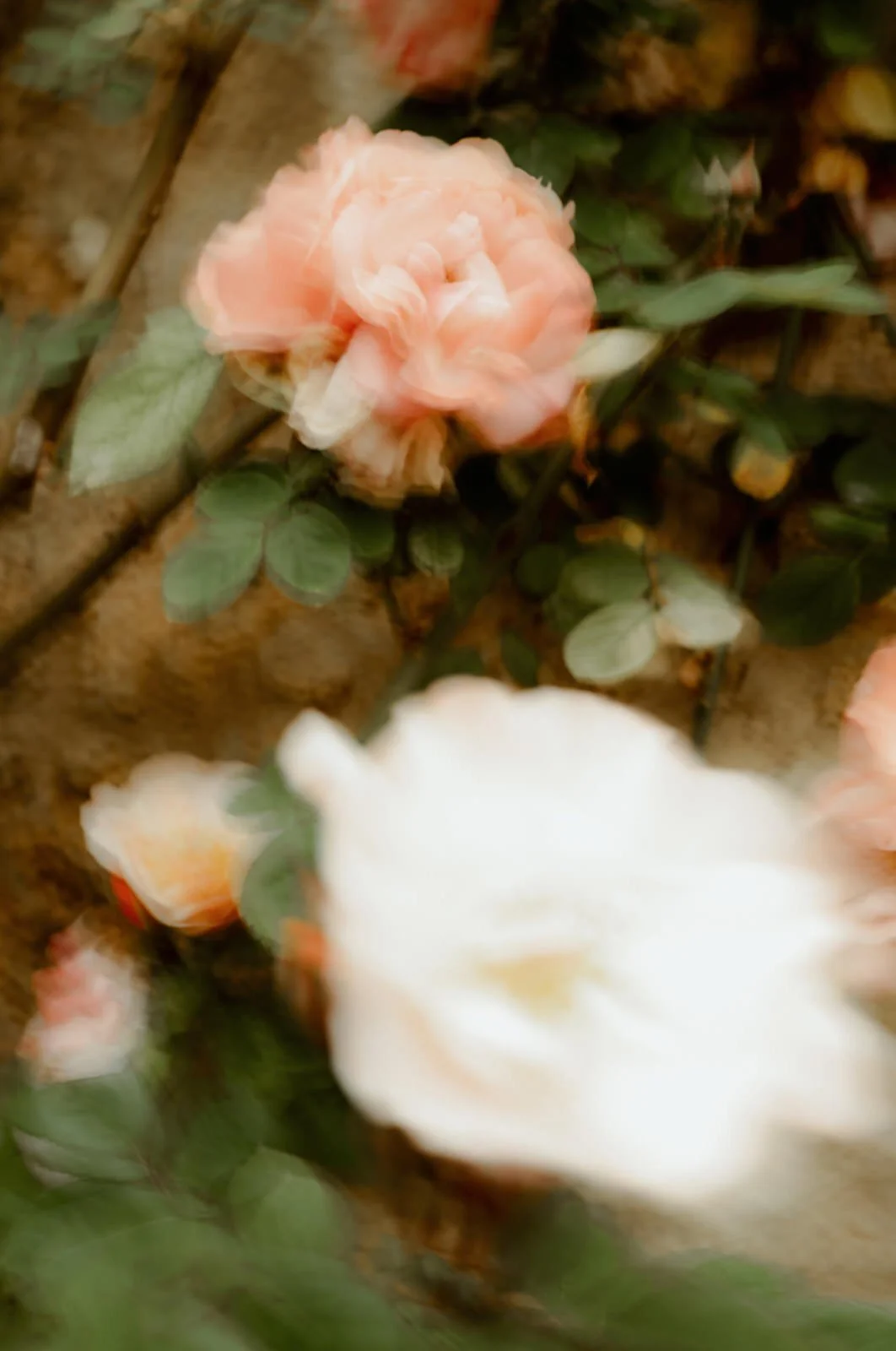 corsica-wedding-service-photographer.jpg