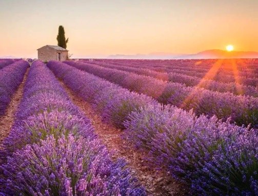 Lavender field with a small stone cottage at sunset