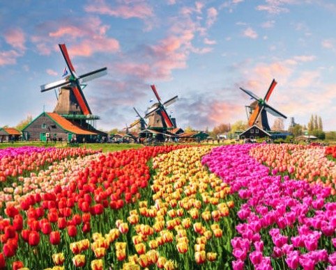 Colorful tulip fields with windmills in the background under a partly cloudy sky.
