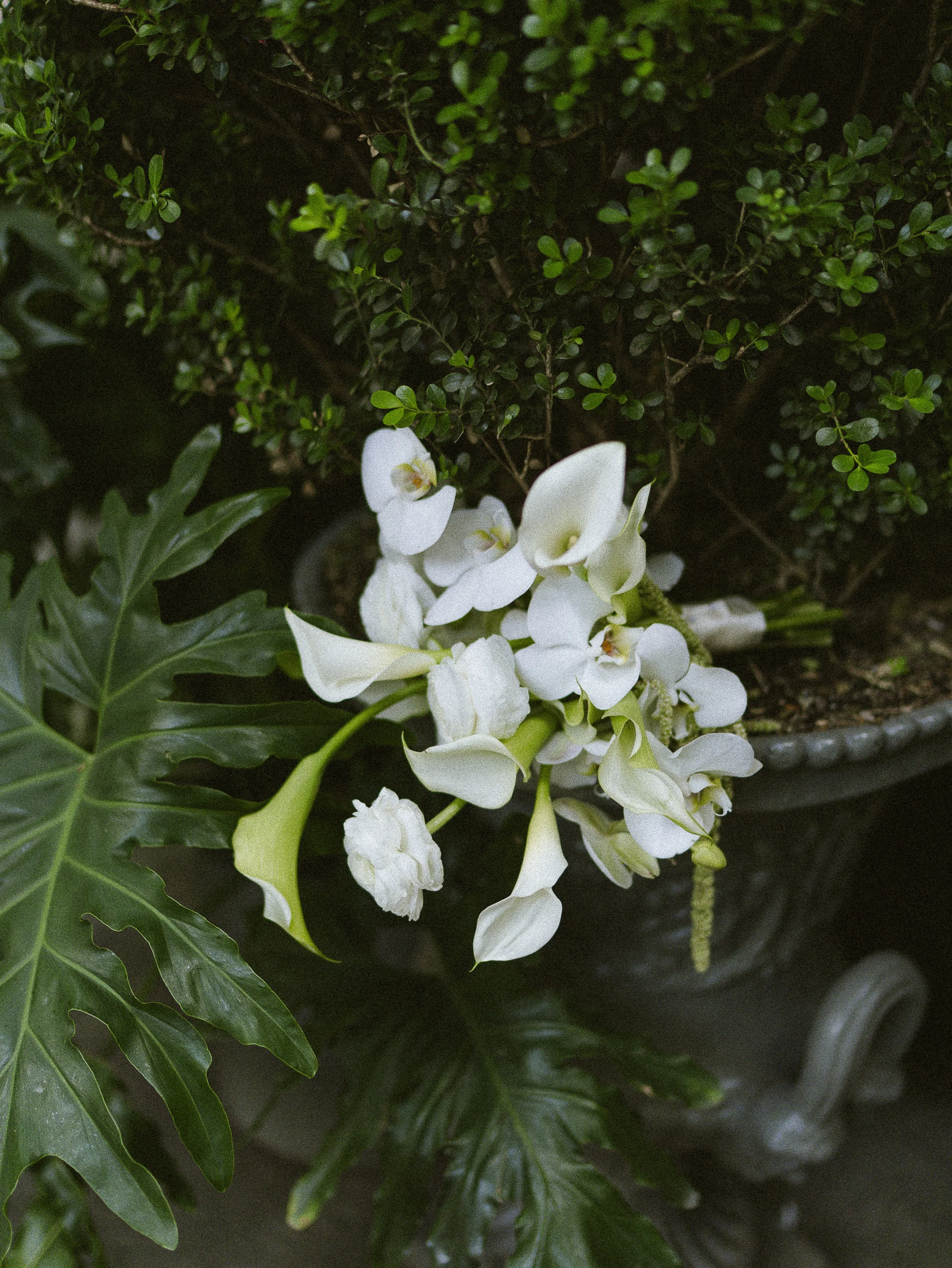 White orchids and green foliage in a decorative plant pot.