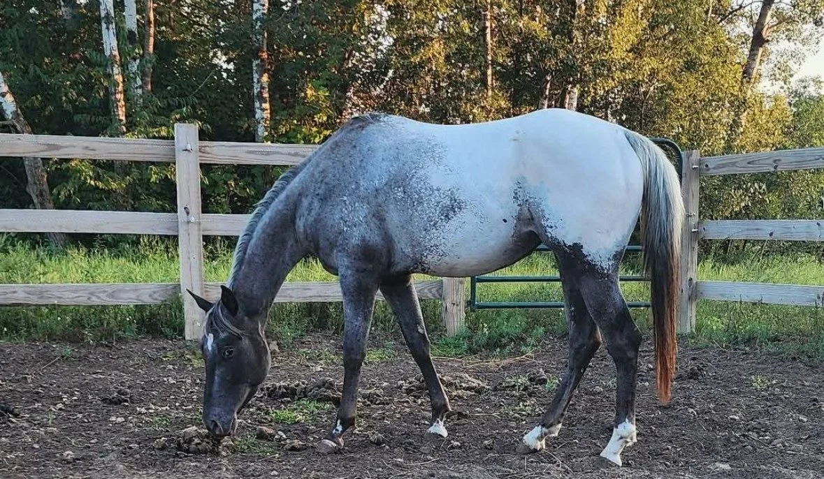 3 Year Old Registered Appaloosa