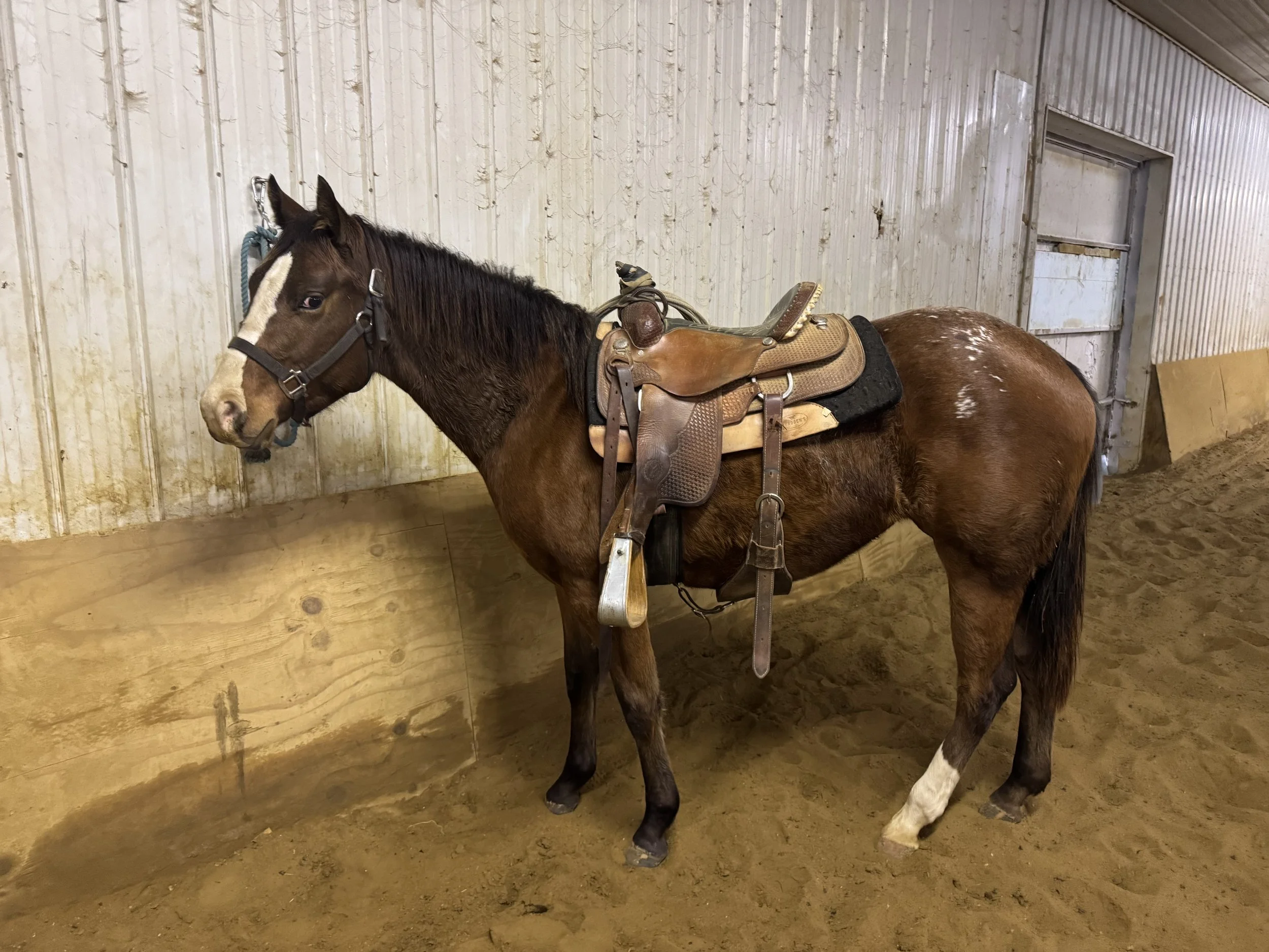 2 Year old Registered Appaloosa