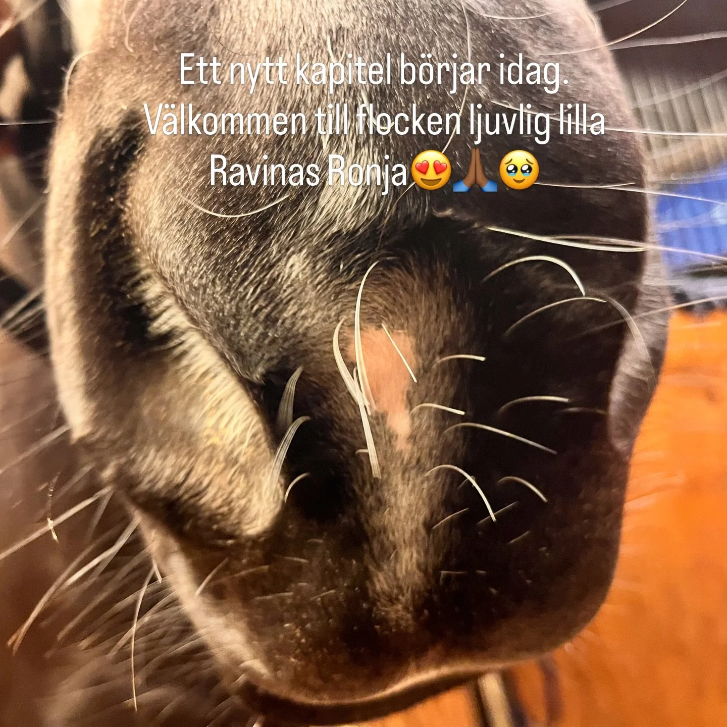Ett nytt kapitel 🙏🏾🩷💜❤️☀️🙏🏾.
Ljuvliga lilla v&auml;n🥹.
