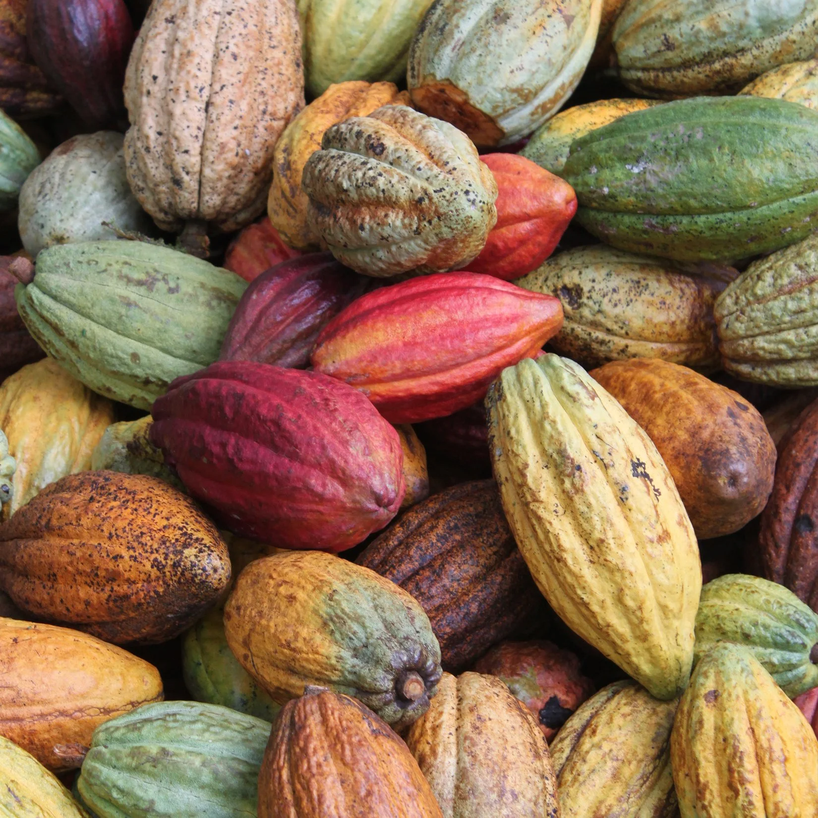 Close-up view of a pile of cacao pods in various colors, including green, yellow, orange, and purple.