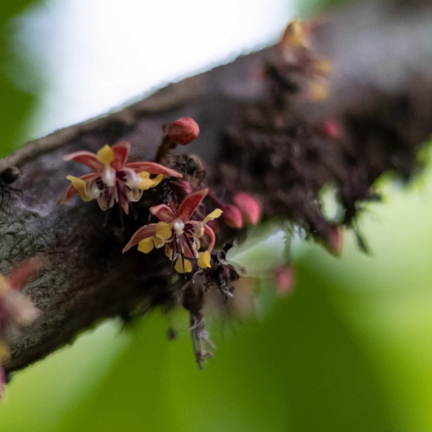 Close-up of small pink and yellow cacao flowers blooming on a brown tree branch.