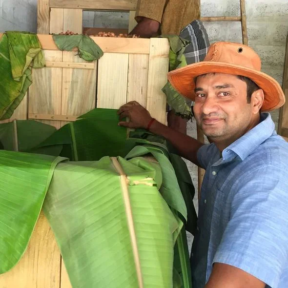 A man in a blue shirt and orange hat working with green banana leaves and wooden boxes holding fermenting cacao.