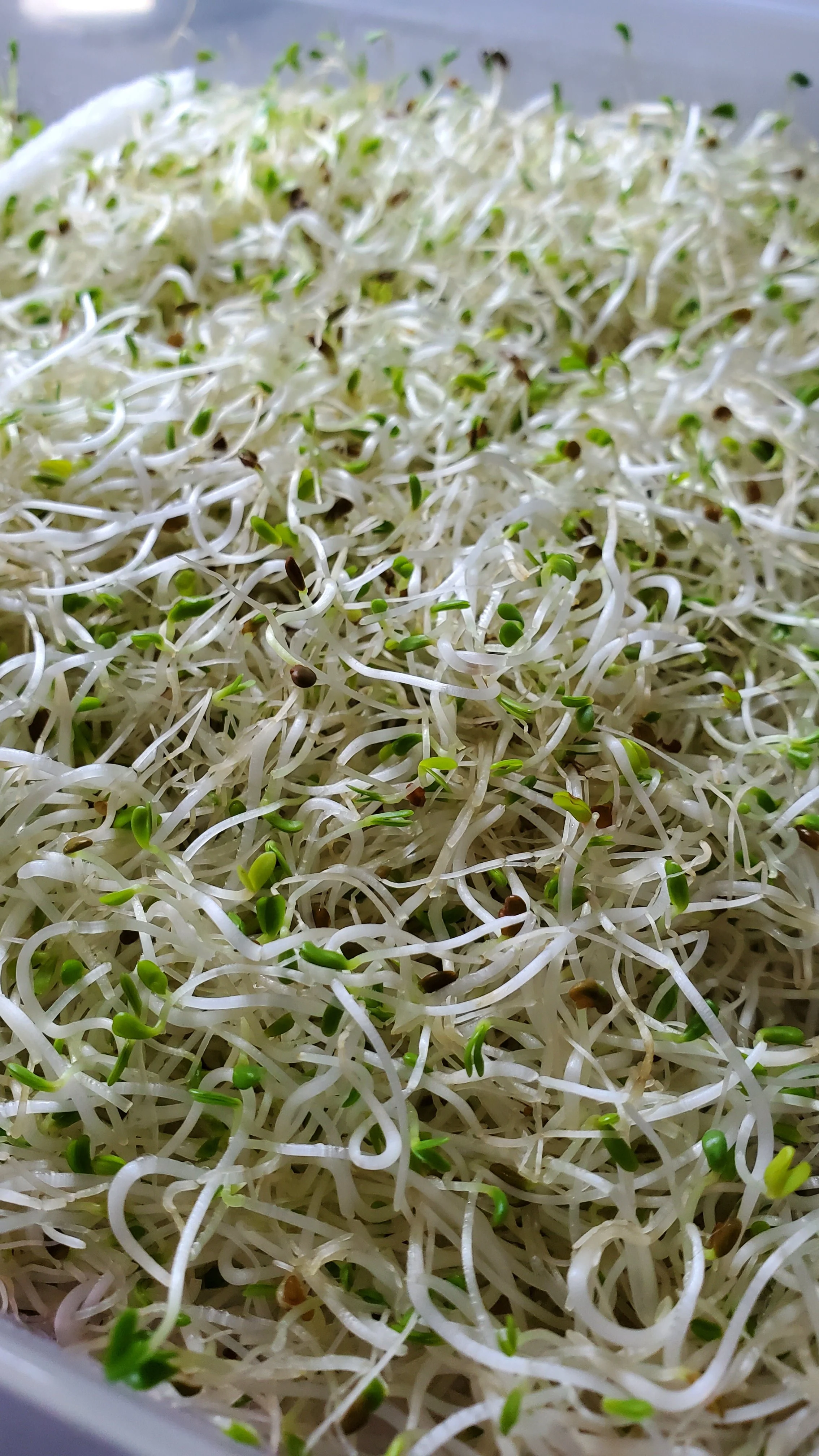 Alfalfa Sprouts.jpg