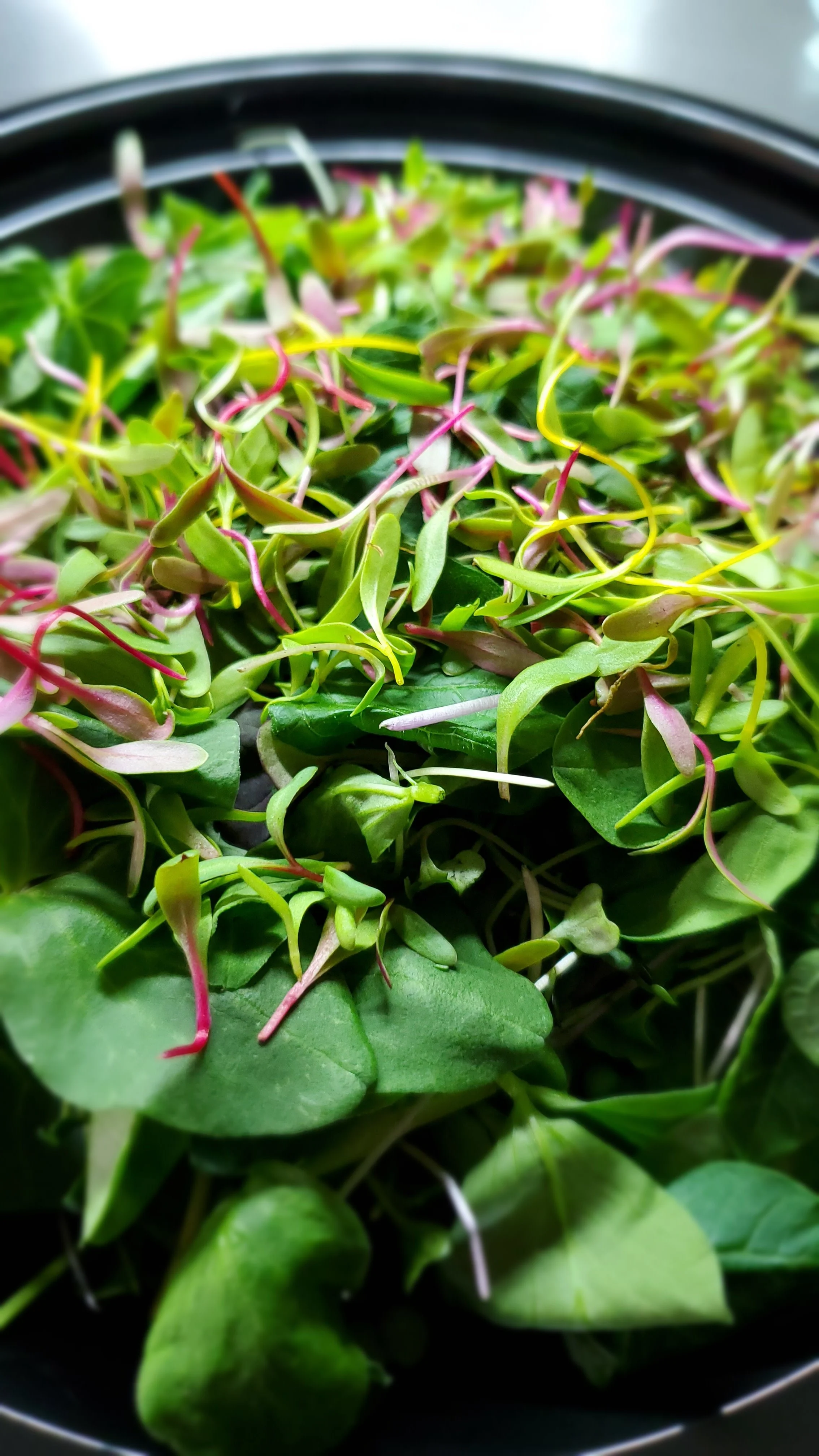 Microgreen Salad_2.jpg