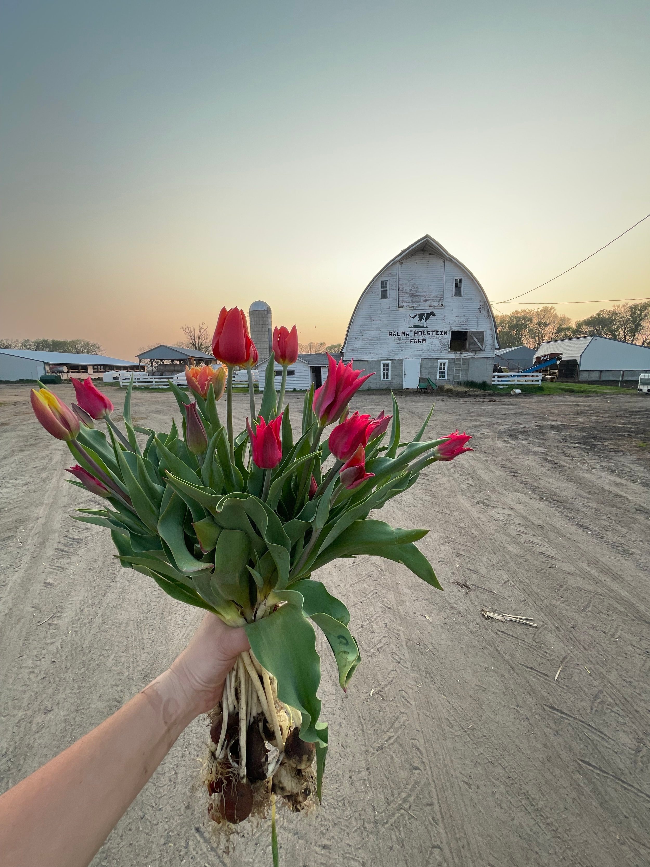 Spring Tulip Bouquet