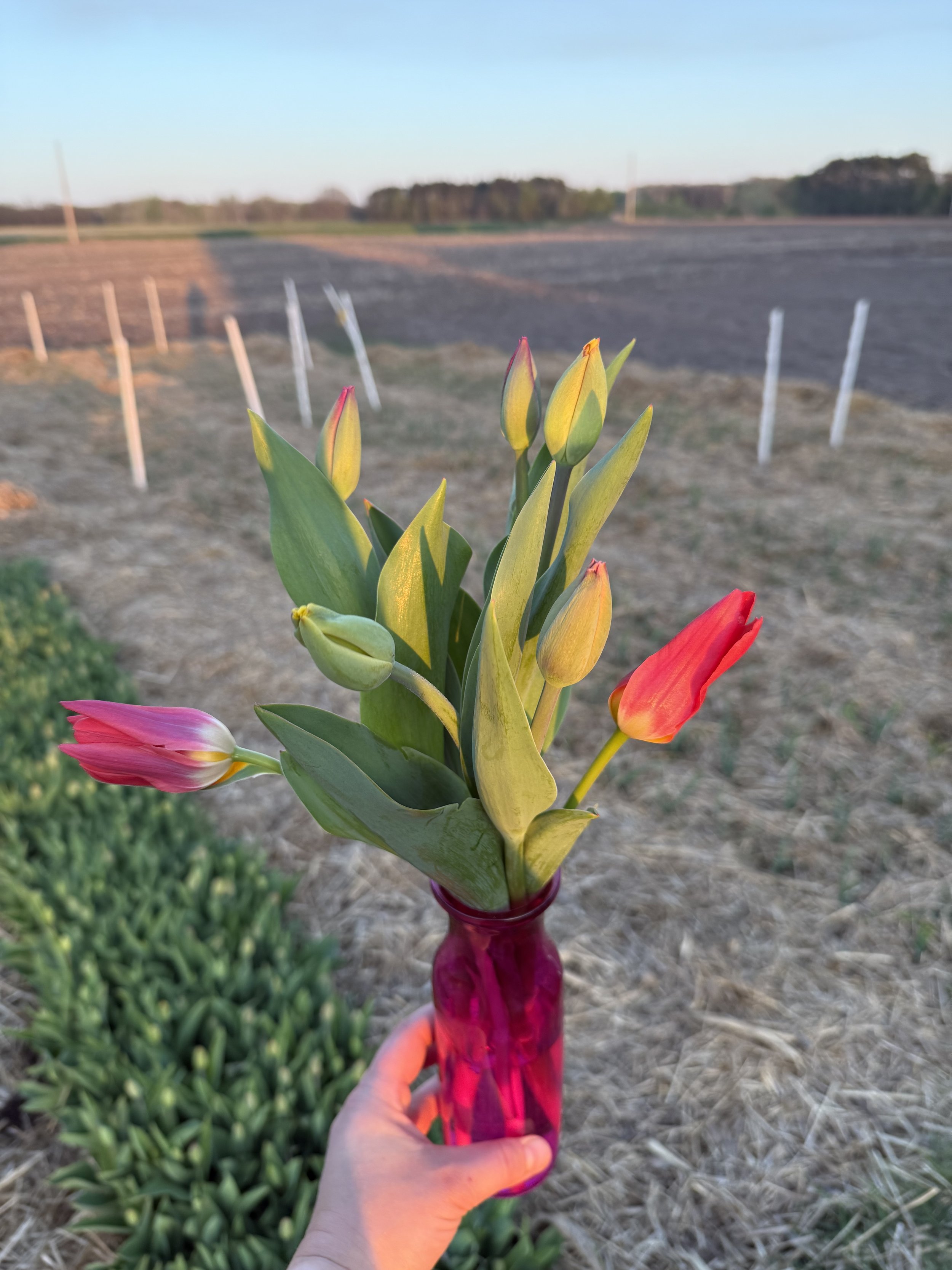 Teacher Appreciation Week Tulips