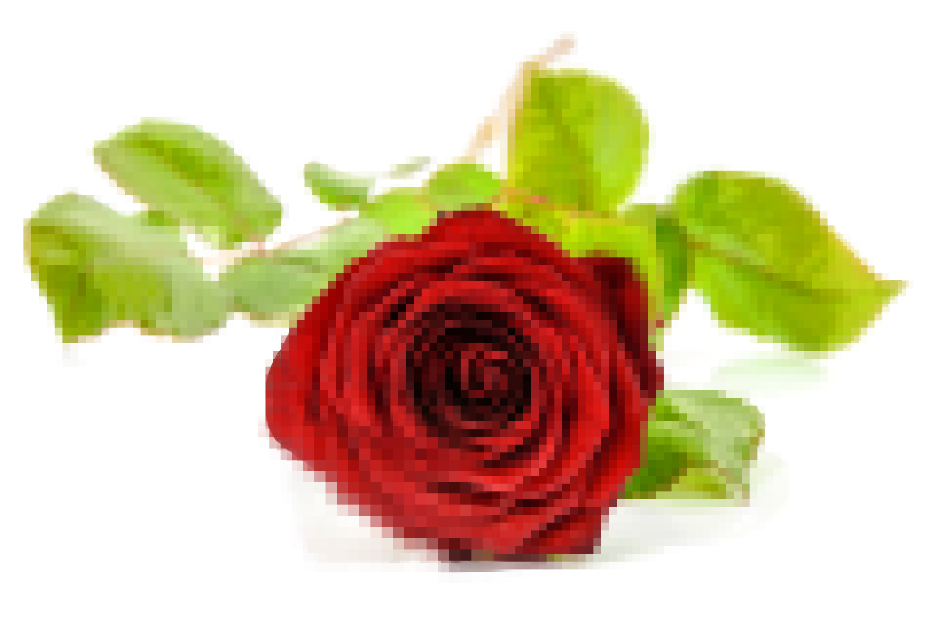 zndo pixelated rose art