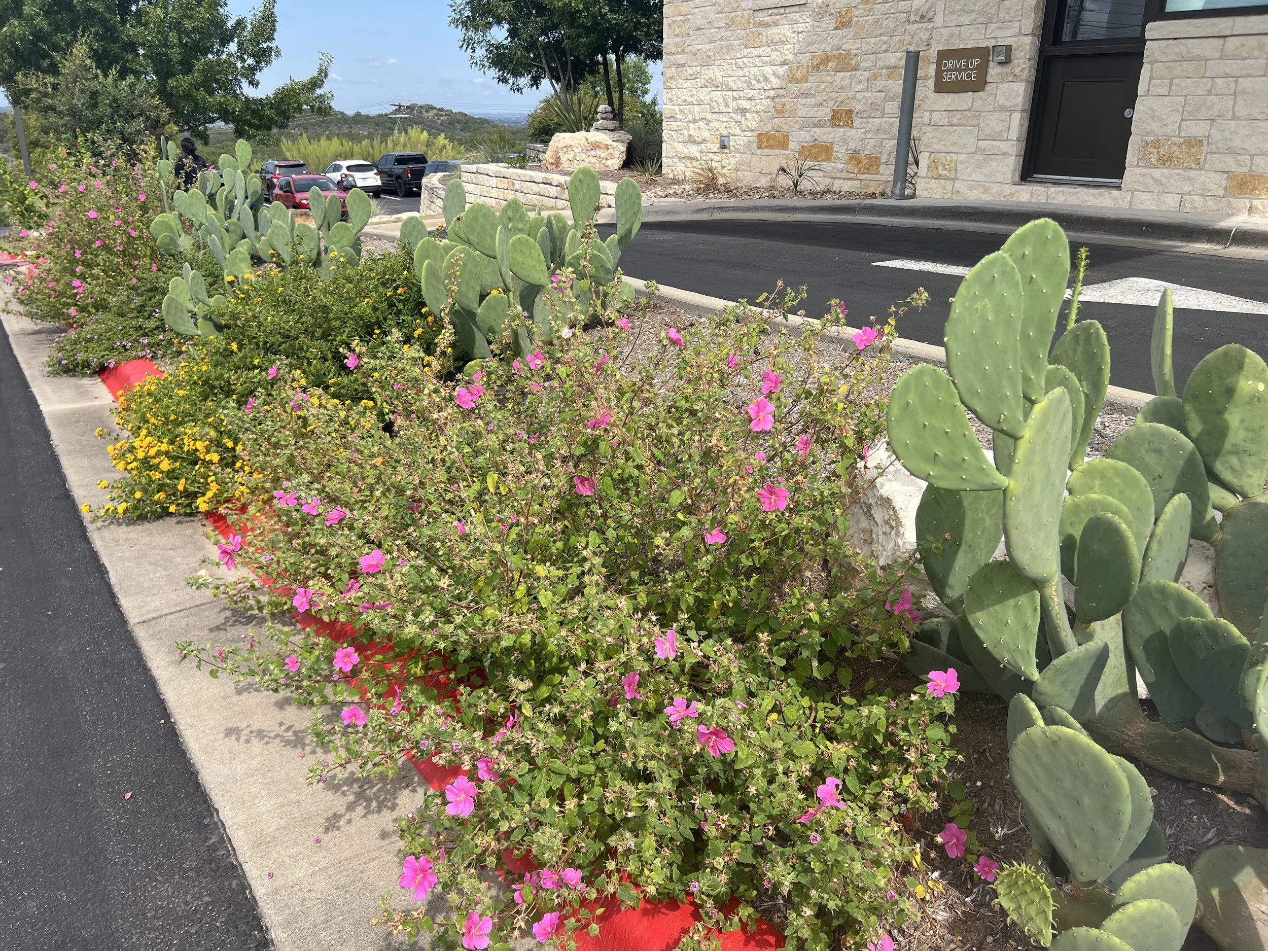 Drought tolerant, nativplanting at parking lot