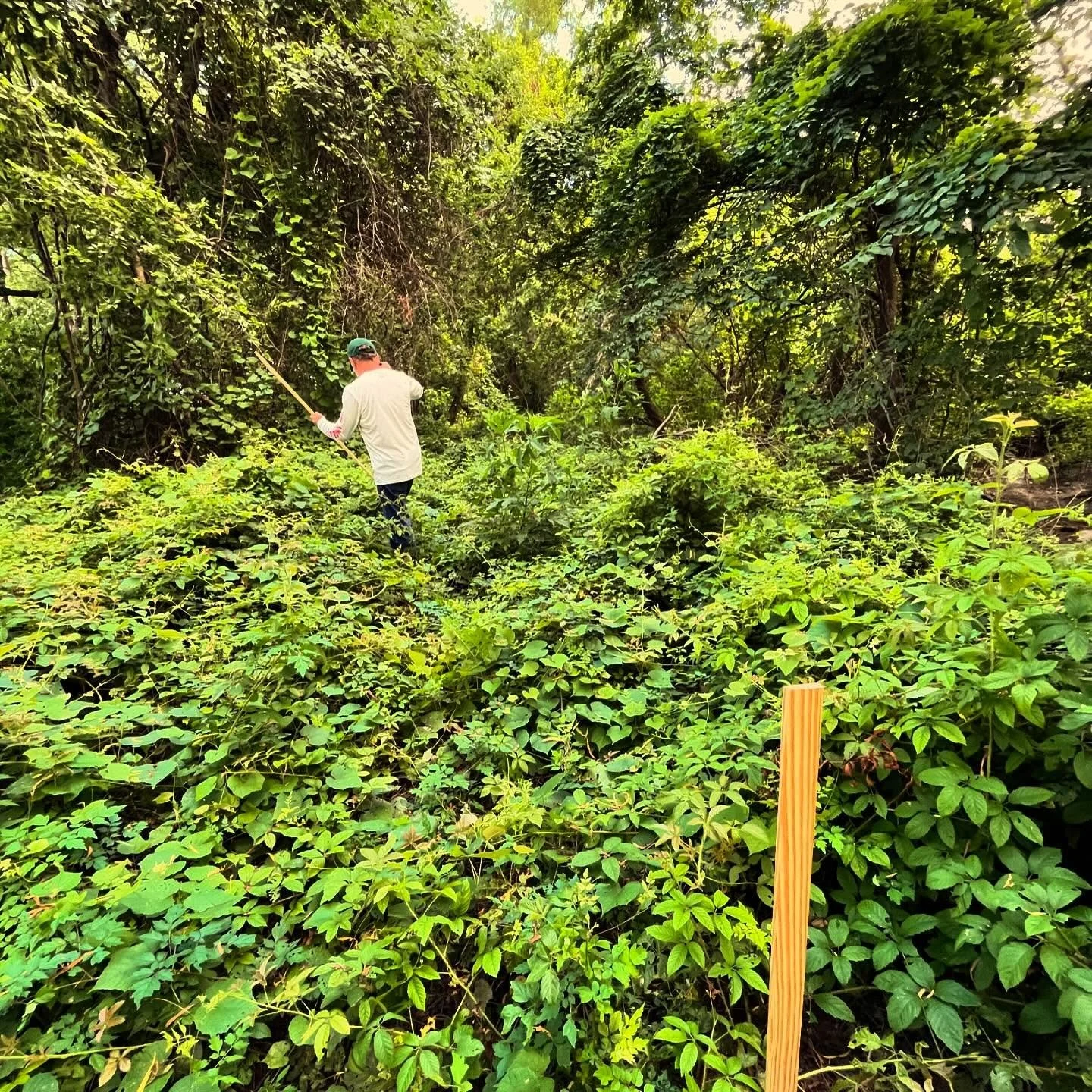 Today was a great day getting into the thick of it! We spent the morning staking the alignment for a new nature trail at this single family community.