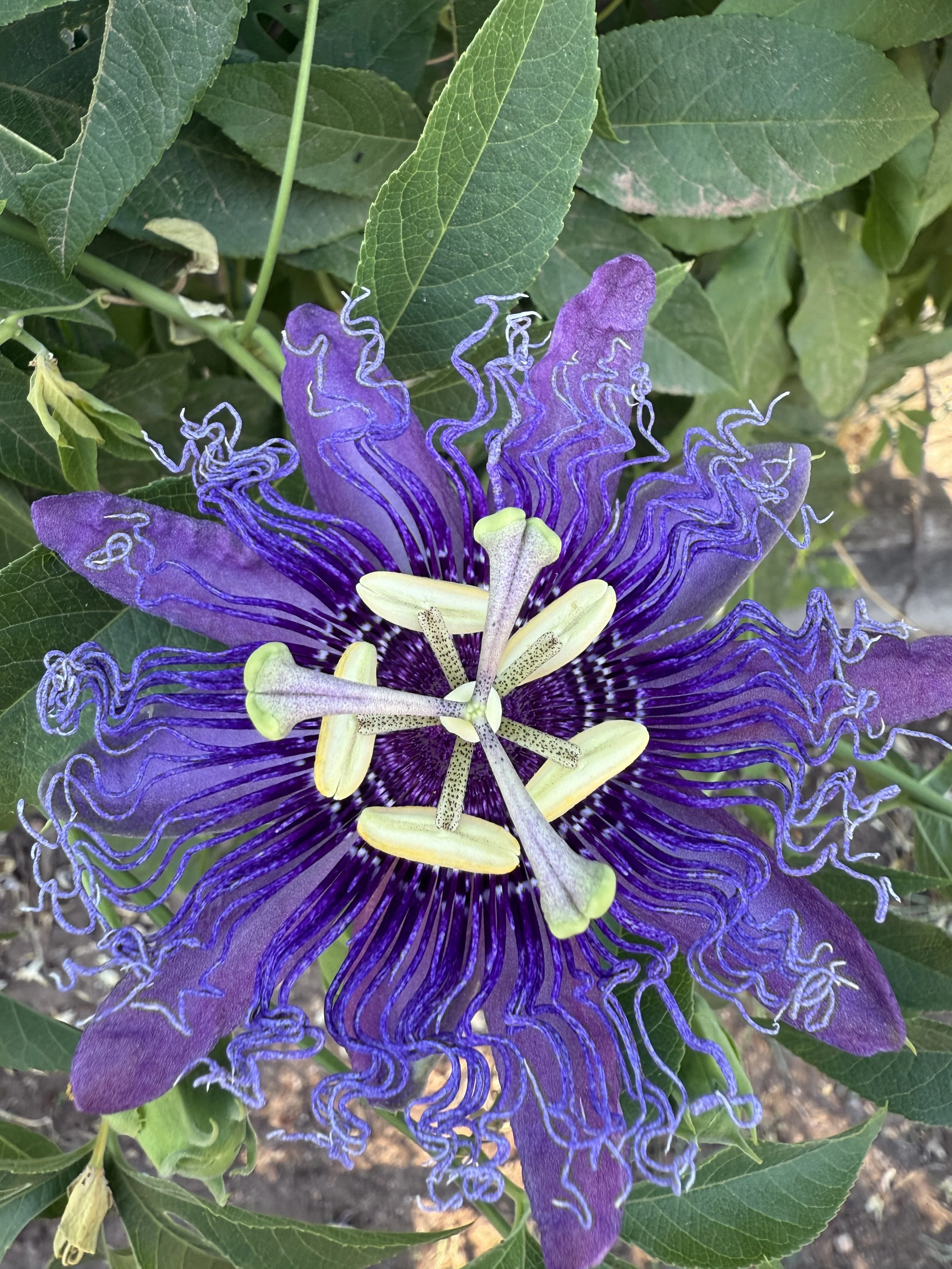 Passion Vine in Austin Texas