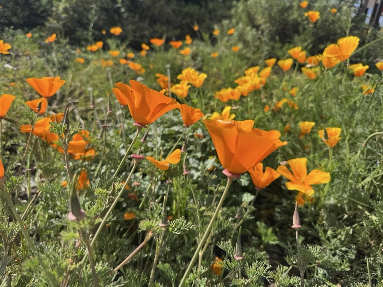 California poppies, coastal, Island Midwife