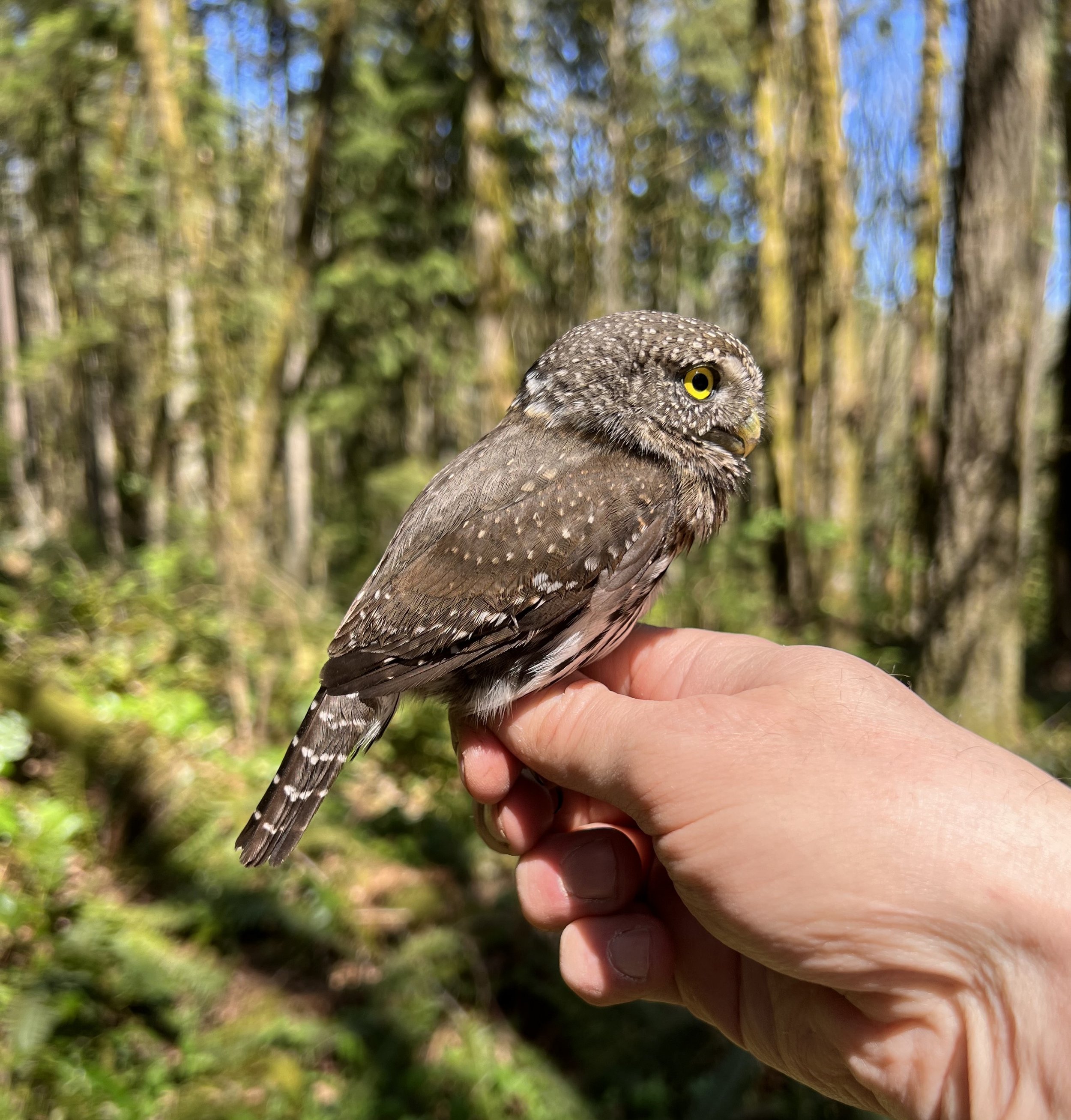 A pygmy-owl can sometimes appear plump and solidly built when perched atop a tree in winter, but this image of an adult male in the hand lends a more accurate perspective. He weighed less than 60 grams (about 2 ounces). He was, of course, released u