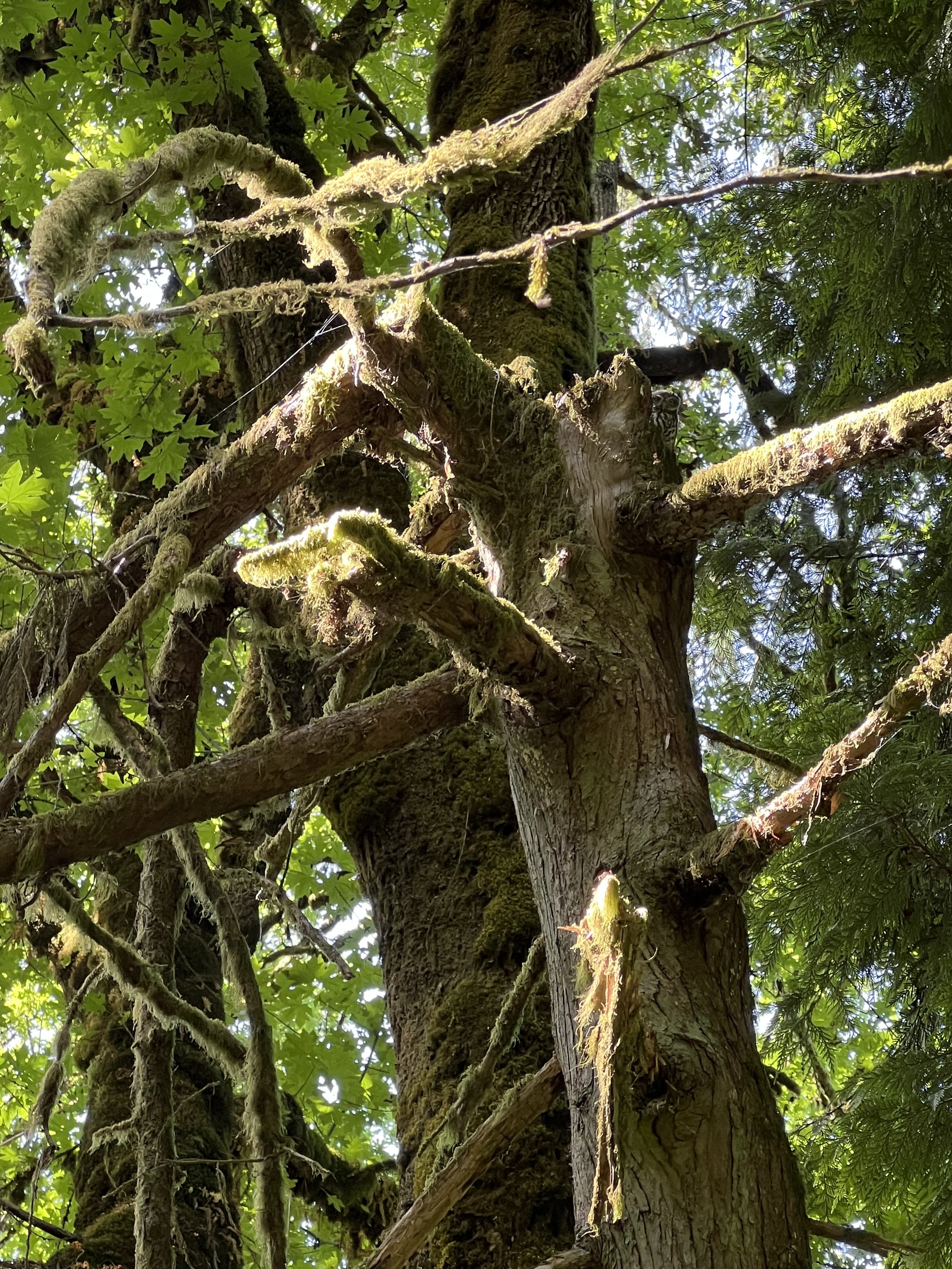 A fledgling pygmy-owl - the first of its brood to depart the nest - sits atop its nest snag, the 87th one I have found in Forest Park. Can you find the tiny owlet? Although this owlet climbed the tree trunk, pygmy-owls are unusual in that they often