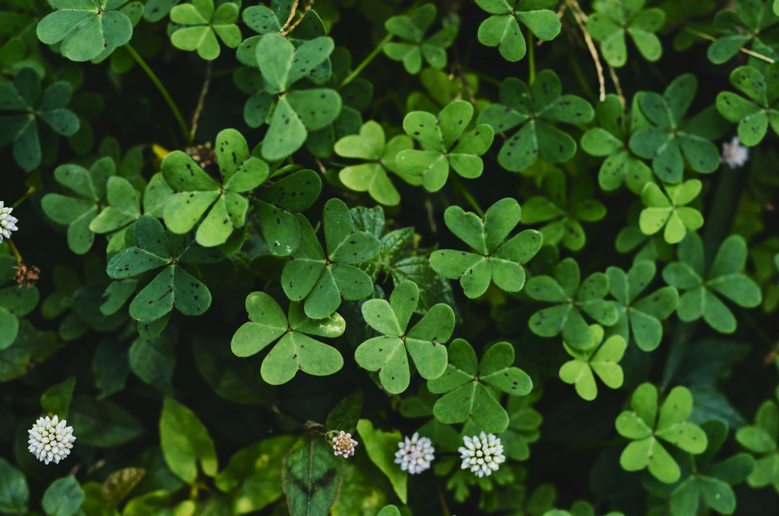 Lady Luck and the Law: Unbelievable Stories of Boise Arrests