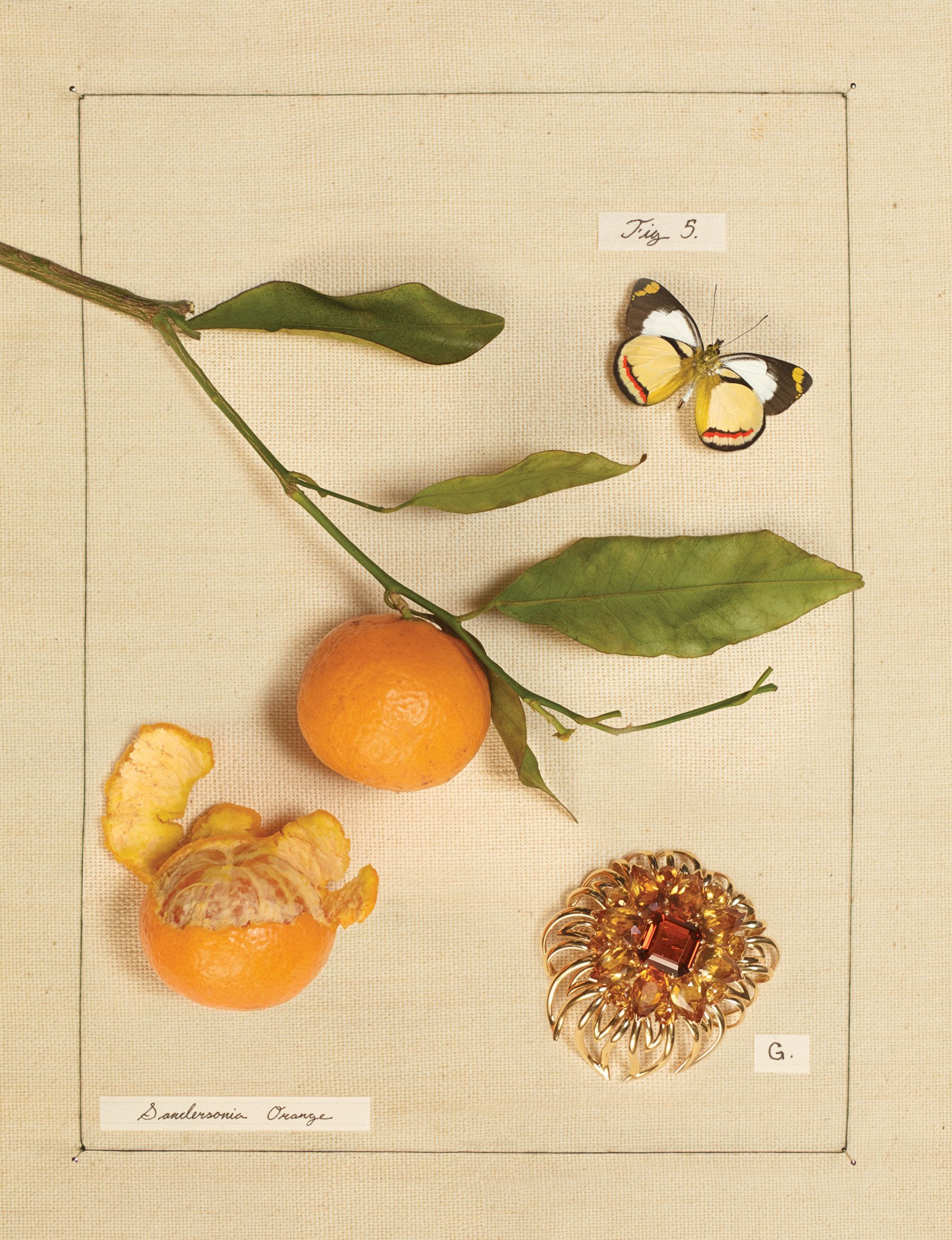 in bloom fig 5.jpeg