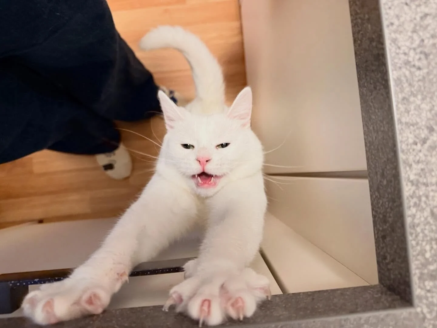 Meet Kiara 🤍

Kiara is currently staying in a host home at one of my clients&rsquo; houses, where she&rsquo;s been enjoying a safe and loving environment while waiting for her forever family.

She is about 2&ndash;3 years old, spayed, microchipped, 