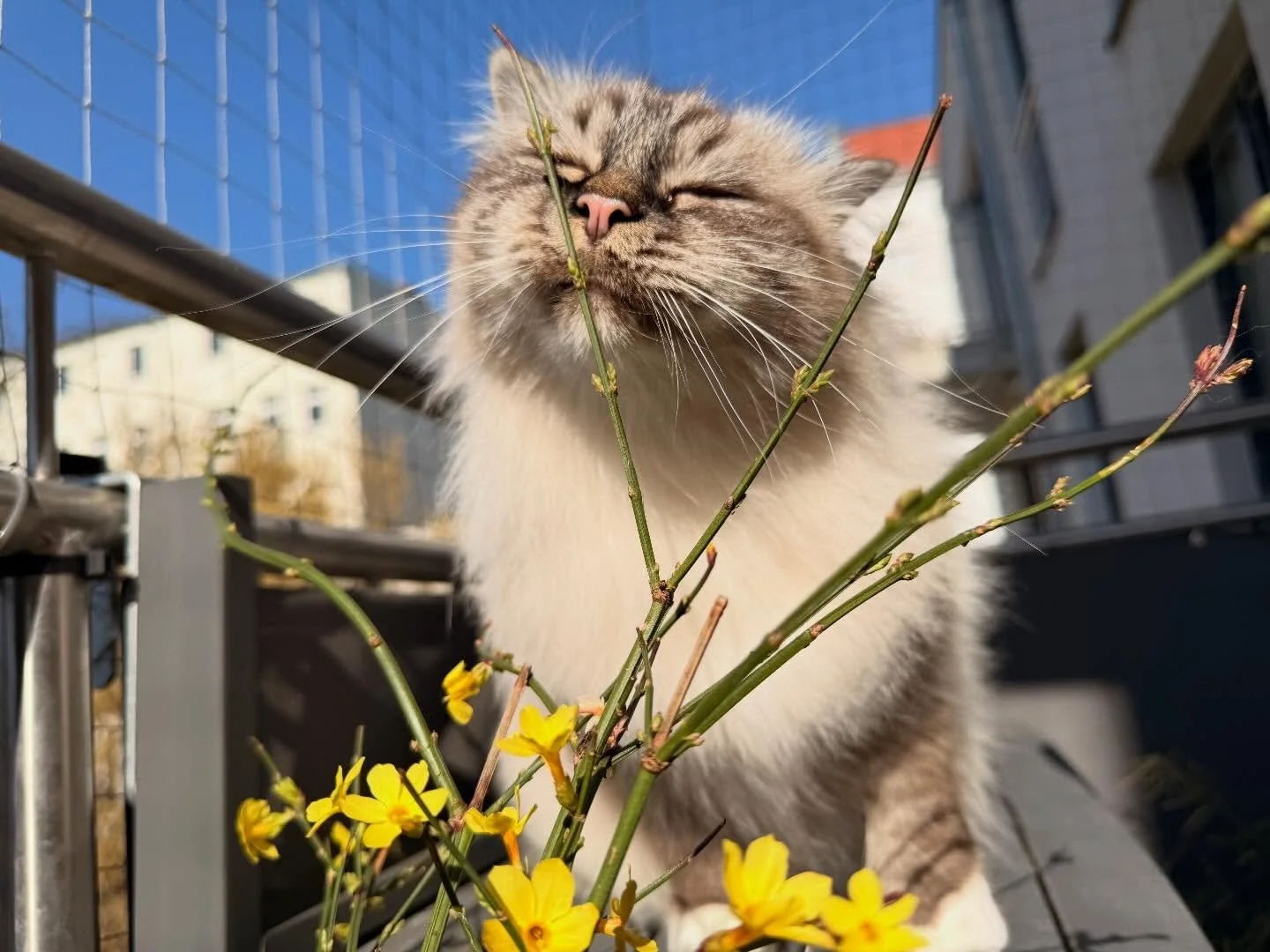 Spring is slowly arriving, and Lionel can definitely feel it 🌼☀️

The warmer sun, the fresh air, the little flowers starting to bloom&hellip; it&rsquo;s the perfect moment for a balcony break. Lionel seems very pleased with the change of season: eye