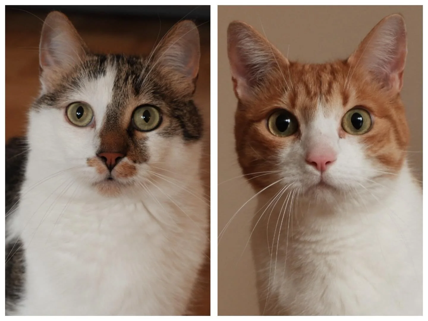 Poky &amp; Crispy 🐾

Adopted as kittens, they spent five years in the same home&hellip; until one day, they were returned because life became &ldquo;too much&rdquo; for their family.

Now they&rsquo;re in a foster home in Berlin, learning to feel sa