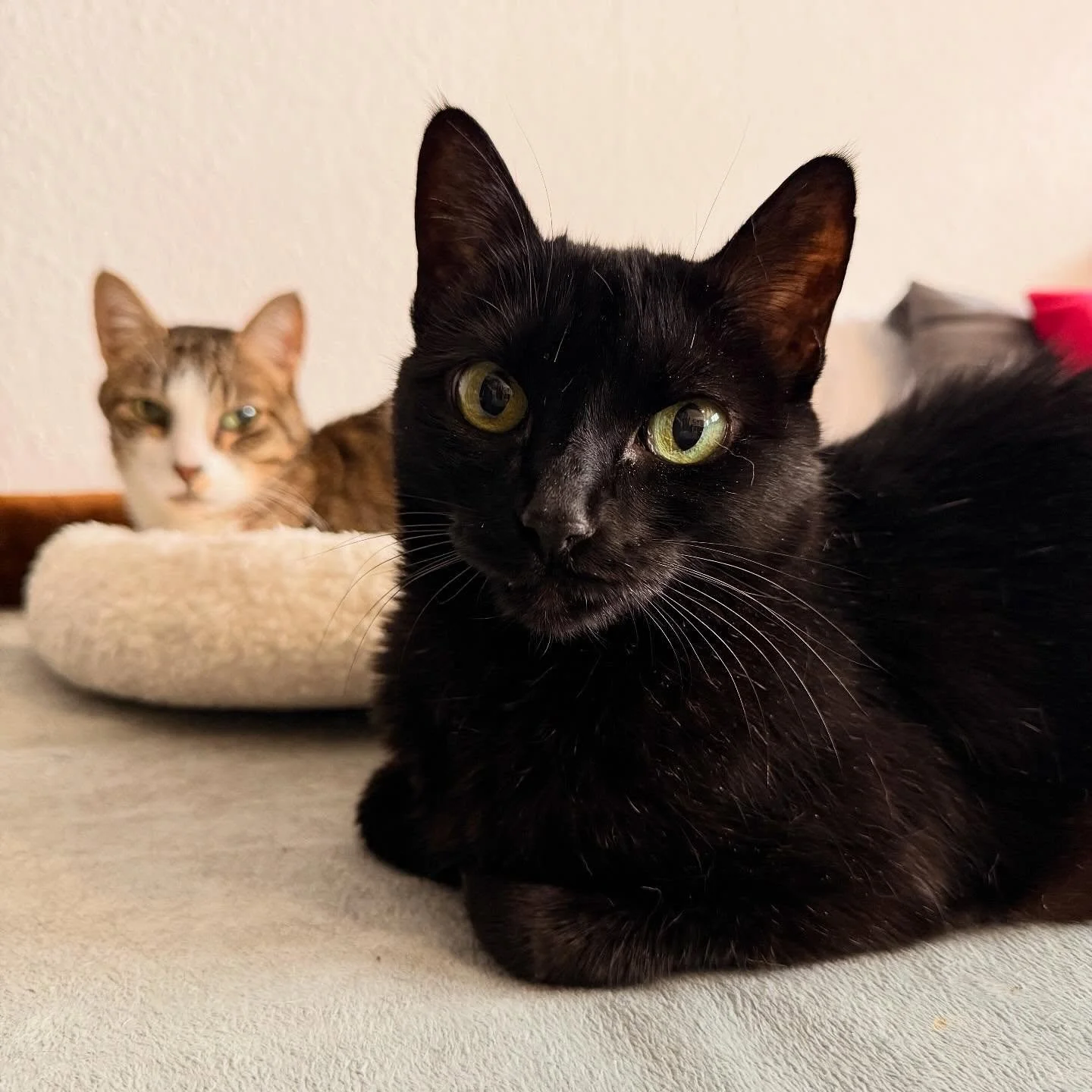 JLo &amp; Raj ✨

Raj (back row, very serious) is diabetic and has food allergies. Every meal is a fine dining experience with strict quality control. 

JLo eats everything. Literally. Everything. No further questions. 😂 🍴 

So many days caring for 