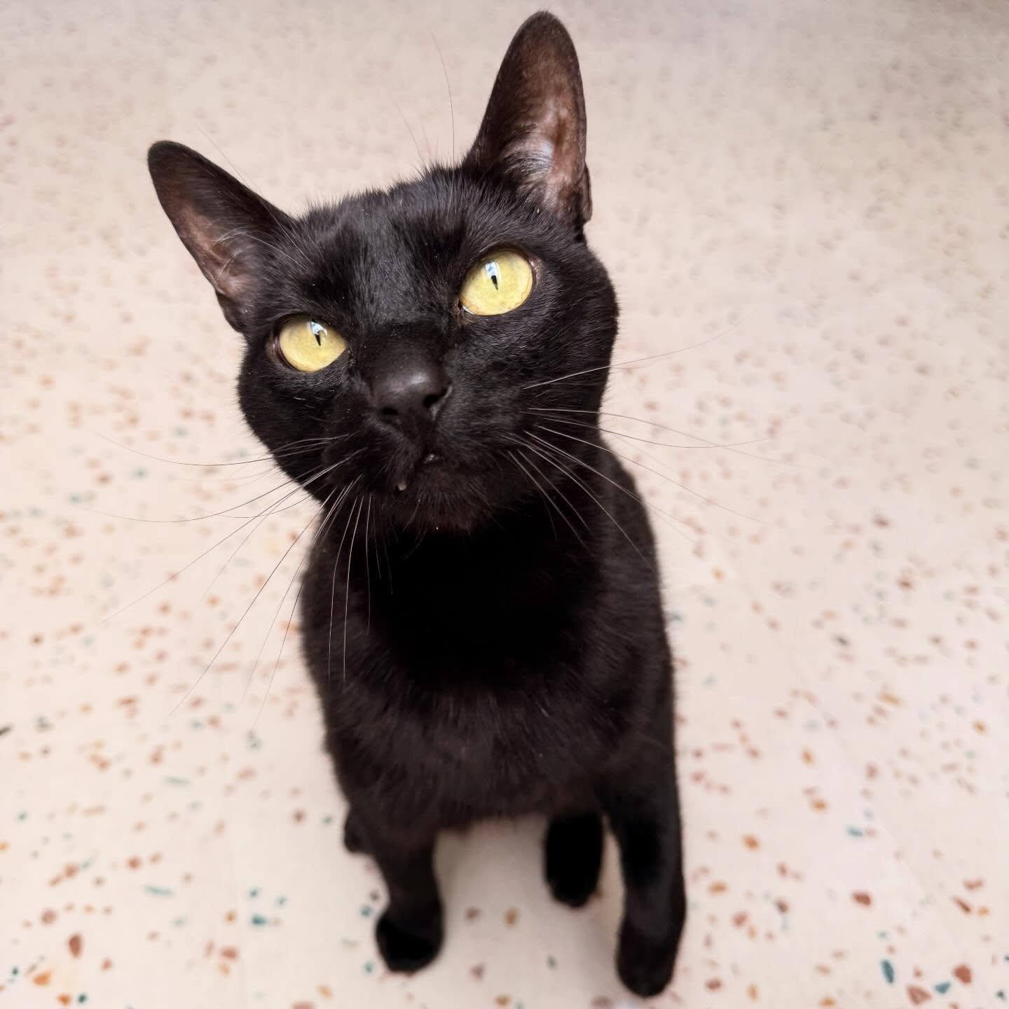 Did you say Popcorn? 🍿 (in this case was churu)
- Asimov, welcome to my gang 🖤