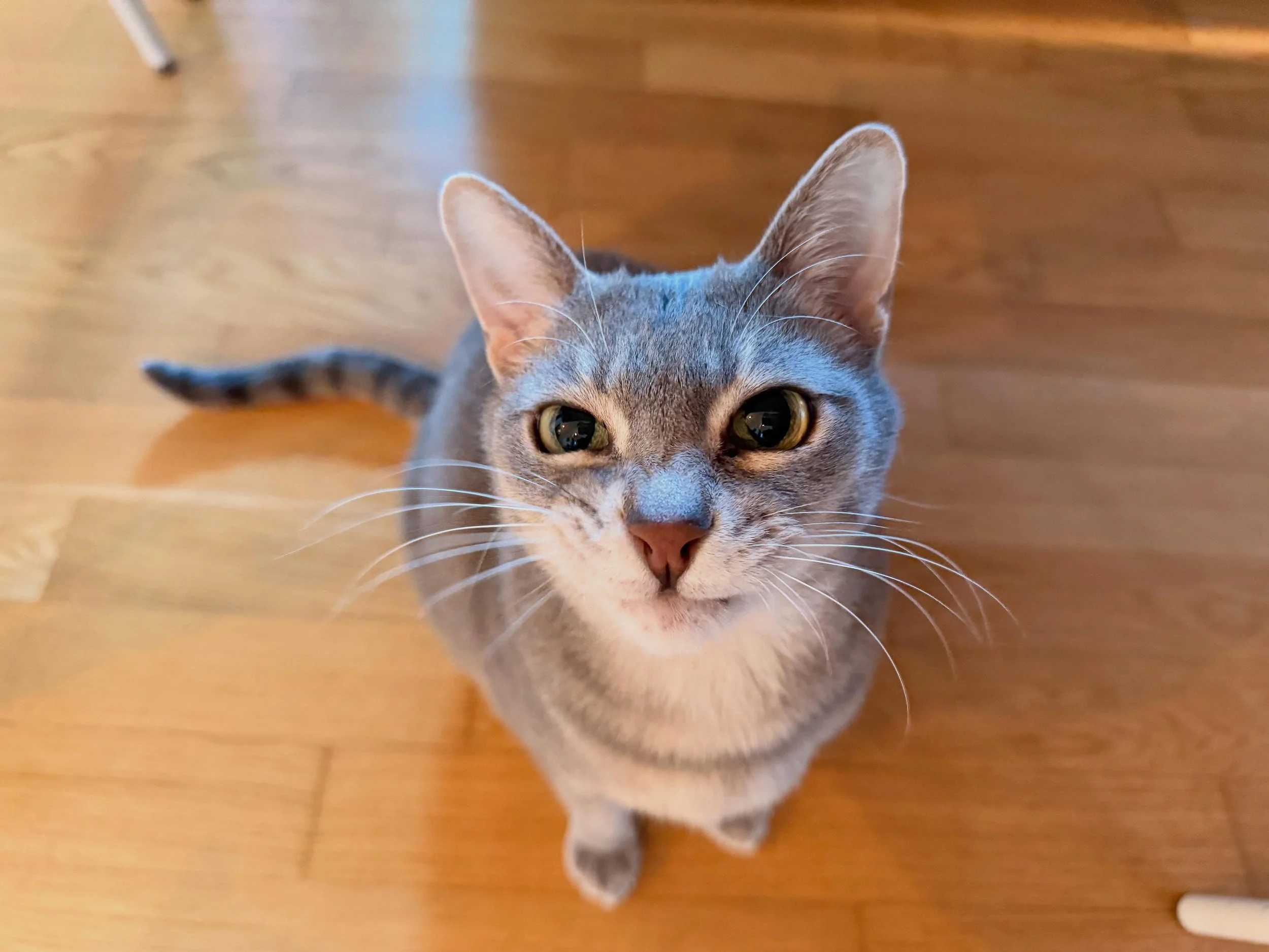 Piqui is a long-time client who is pure sweetness (although he looks a little grumpy in the photo). It was Churu time and I love the faces he makes. Piqui has been with me since 2021 and I&rsquo;m very proud of how beautiful our connection is.
