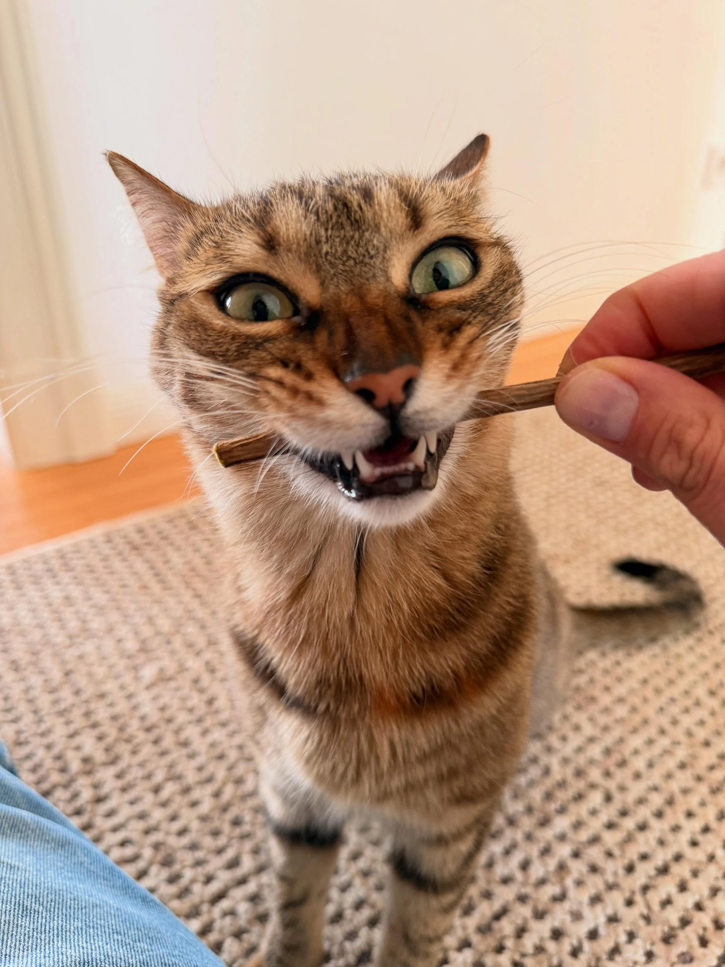 Can you believe this is Olive&rsquo;s first time trying Matatabi? She&rsquo;s never going back. 😂