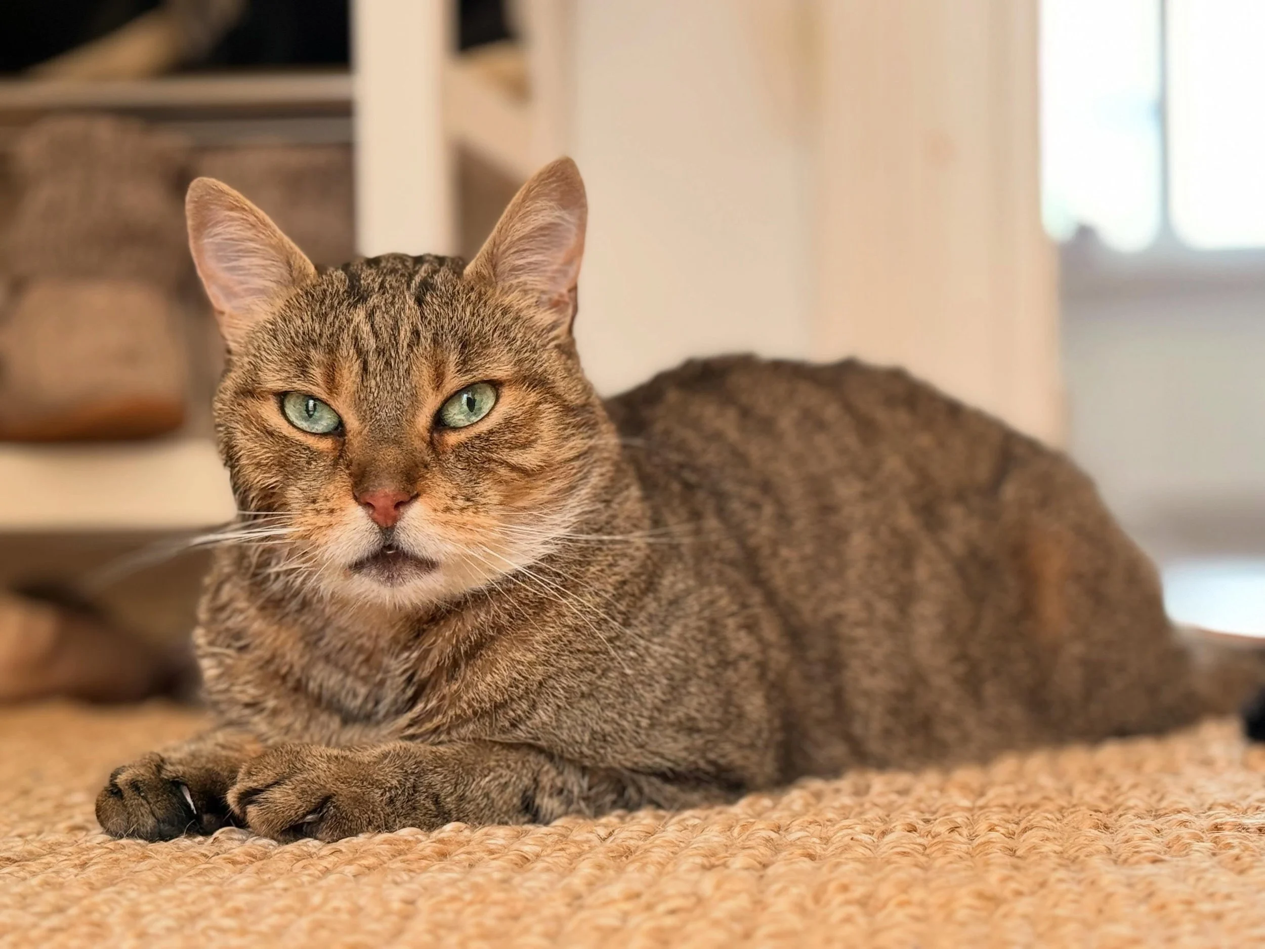 [Epileptic cat + Seizure]
In all my visits with Linus, I had never seen him have a seizure. Yesterday was the first time (and it was intense).

Linus has epilepsy and is on daily medication. He&rsquo;s always been steady under my care, but yesterday 
