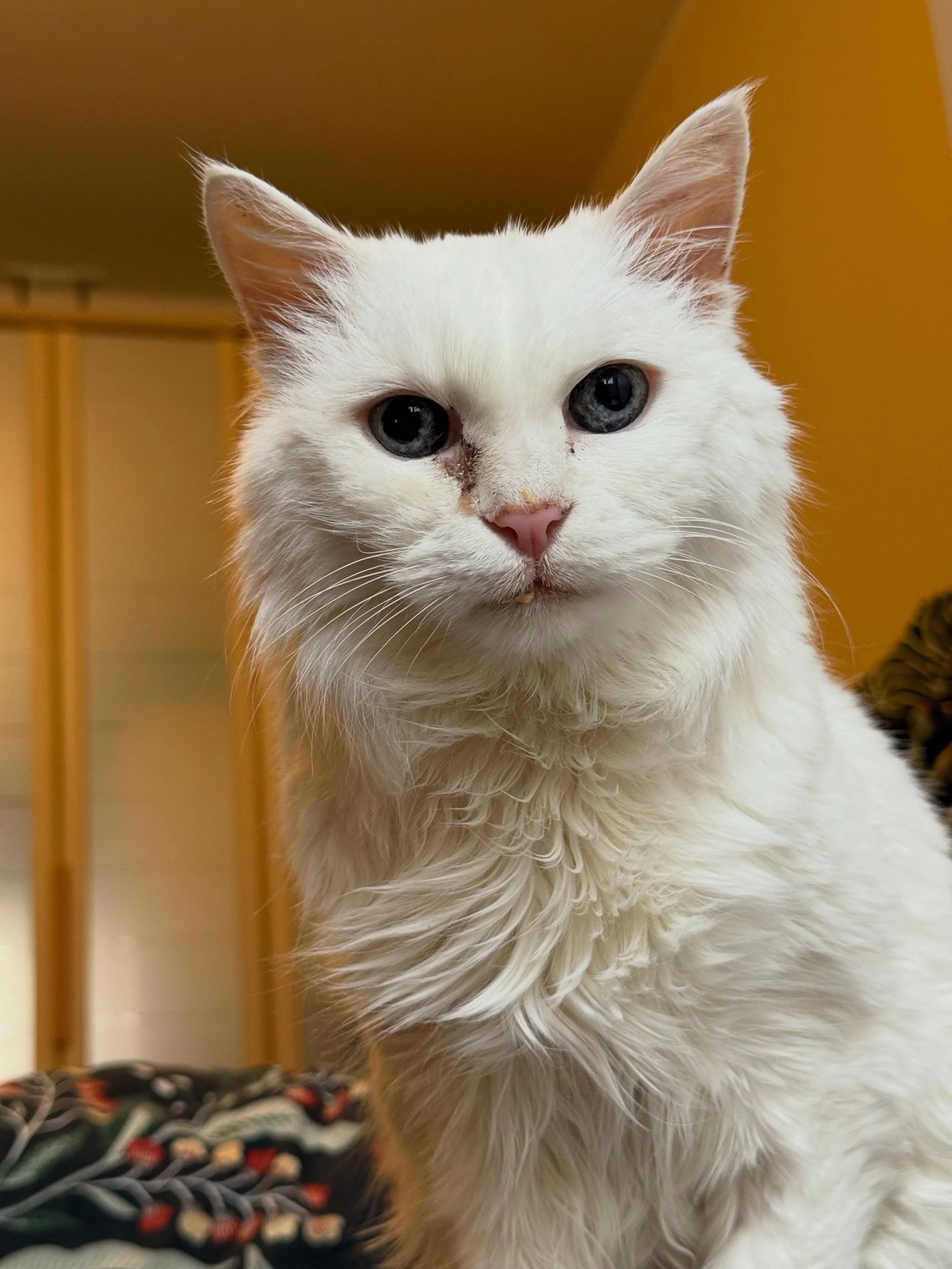 Last week I said goodbye to Dear Oma Lisa. 🌈✨❤️
She was 18 and a half years old. White fur, fluffy, with the most striking blue eyes. Fragile in appearance (but don&rsquo;t let that fool you. She had plenty of energy left to complain, and even more 