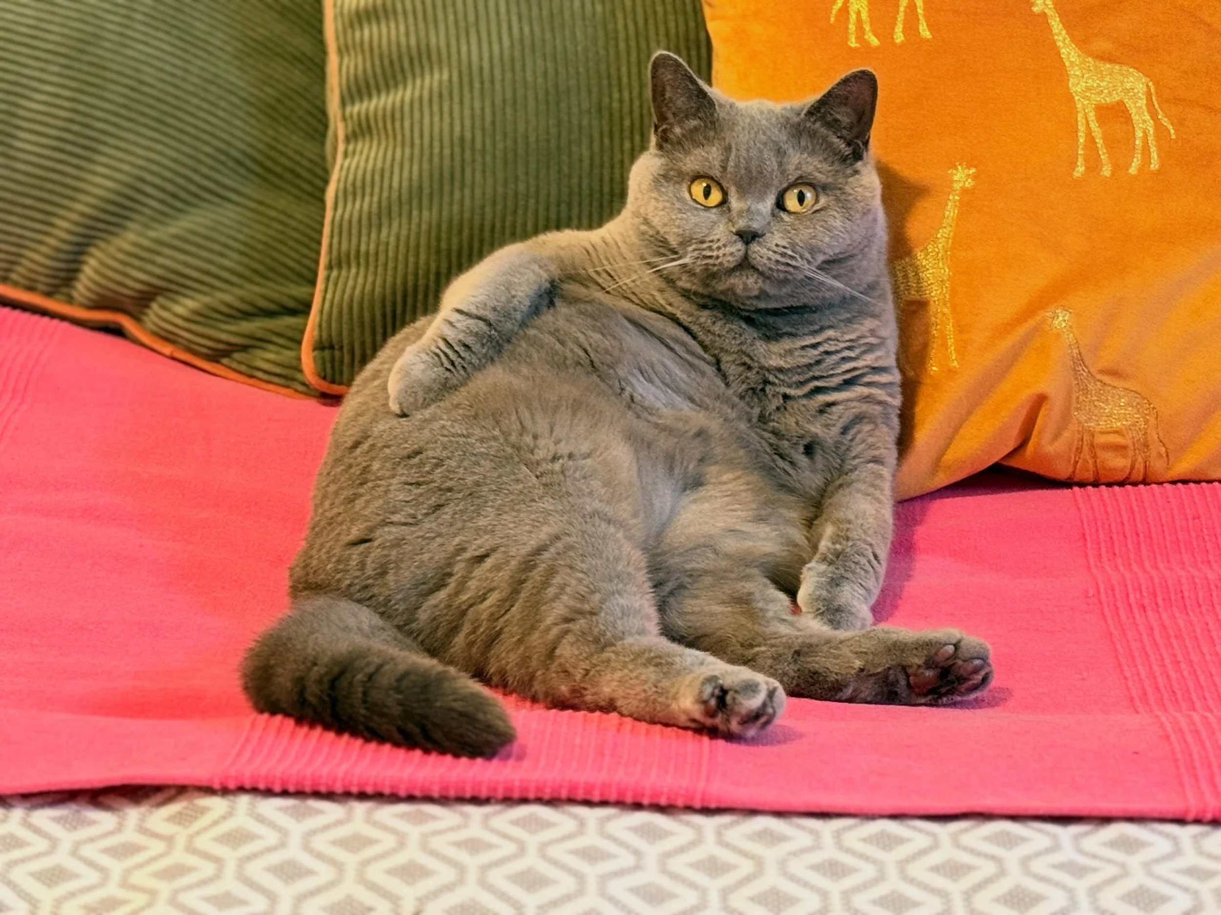This is Hulu, she is the definition of royalty. Hulu was adopted by the most wonderful couple, who brought her all the way from another country to Berlin. (because she deserved nothing less than a princess life, and that&rsquo;s exactly what she got.