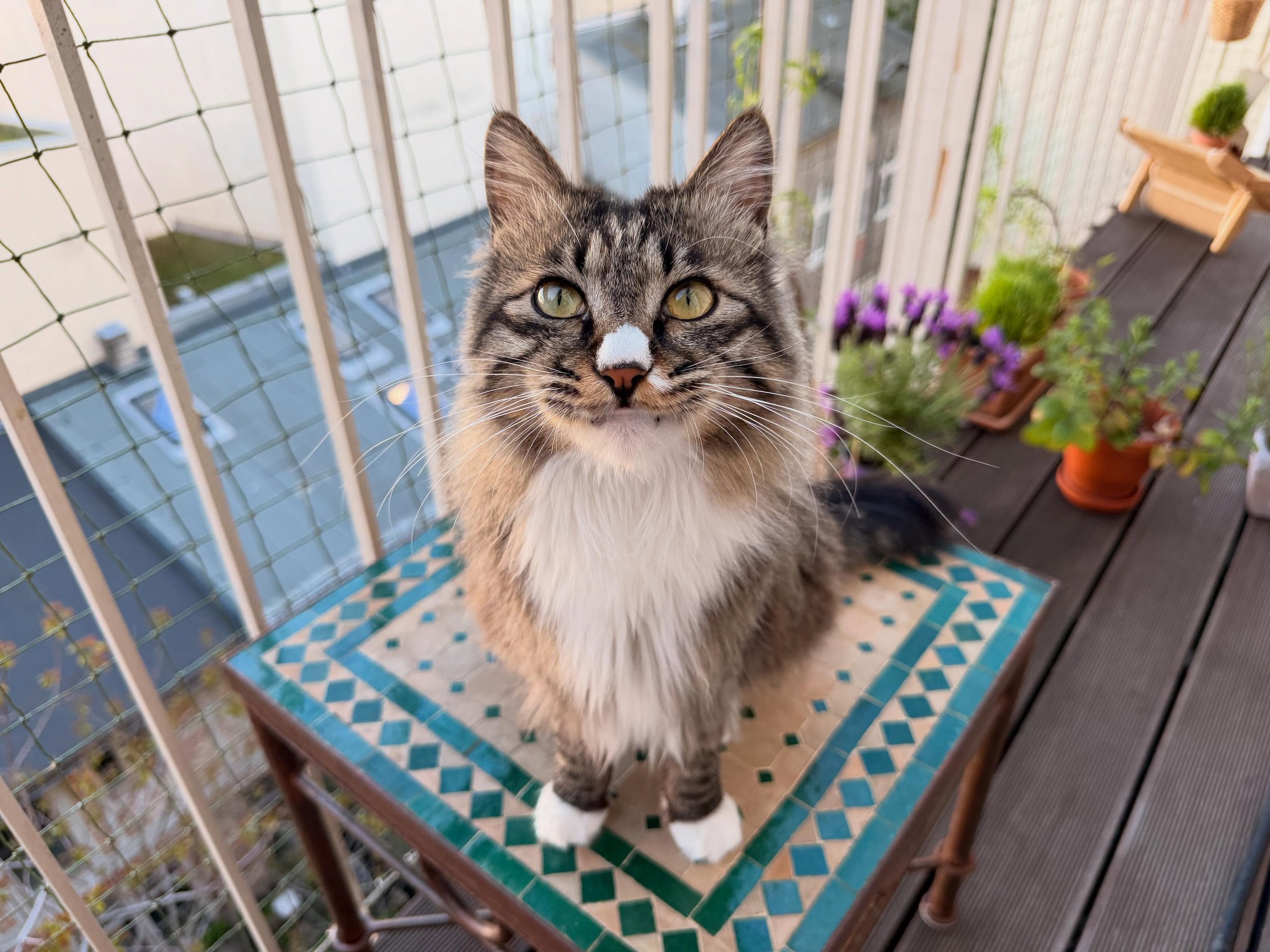 Wolffy&rsquo;s nose is a big success here, so, the world needs to see how cute this baby is! (And a little bit crazy&hellip; and sometimes annoying with his siblings)