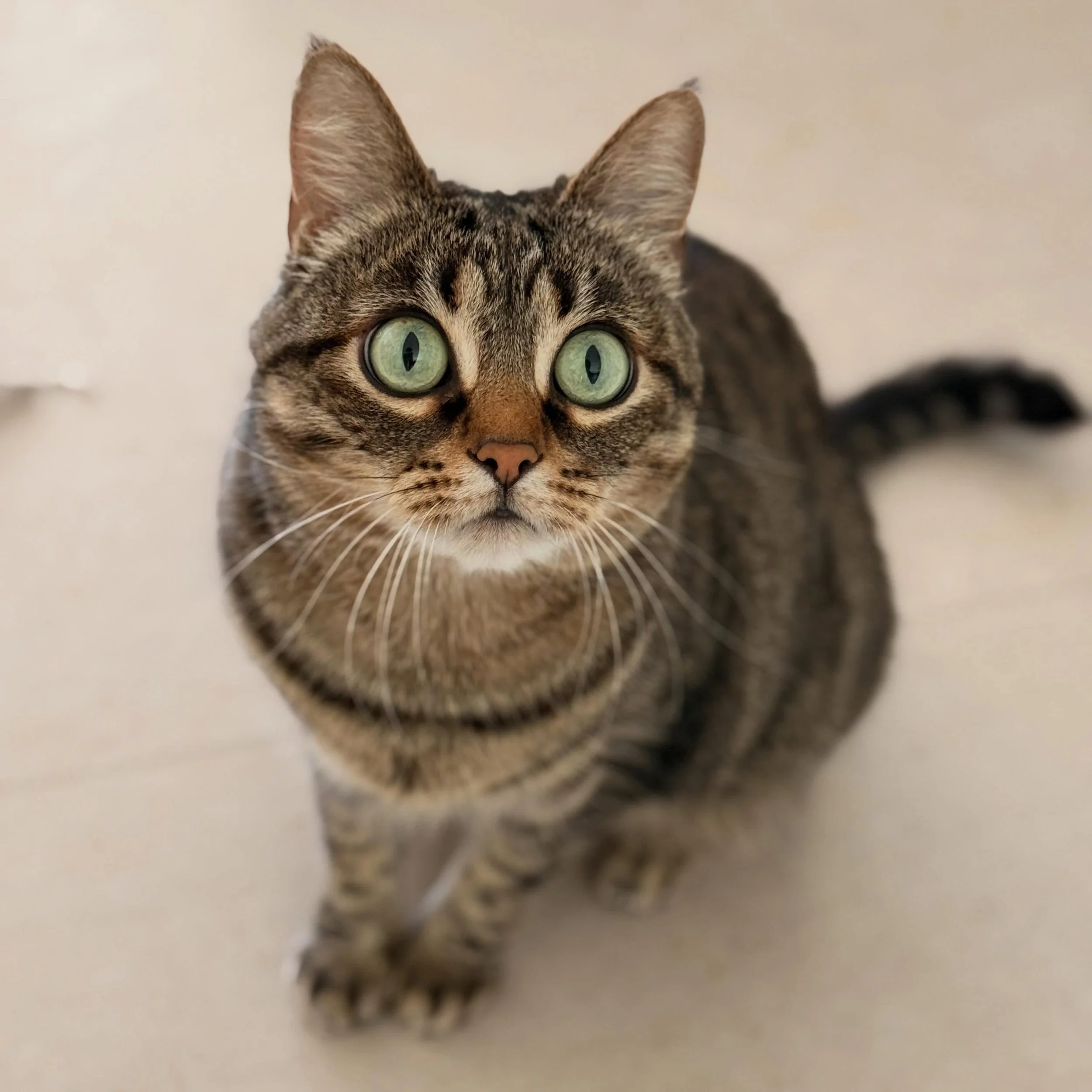Meet Freya. She looks like she owes money to a loan shark and knows you know. 👀

Freya&rsquo;s owners found me through Instagram these past few weeks &mdash; and honestly, the fact that new clients are arriving because of my posts still blows my min